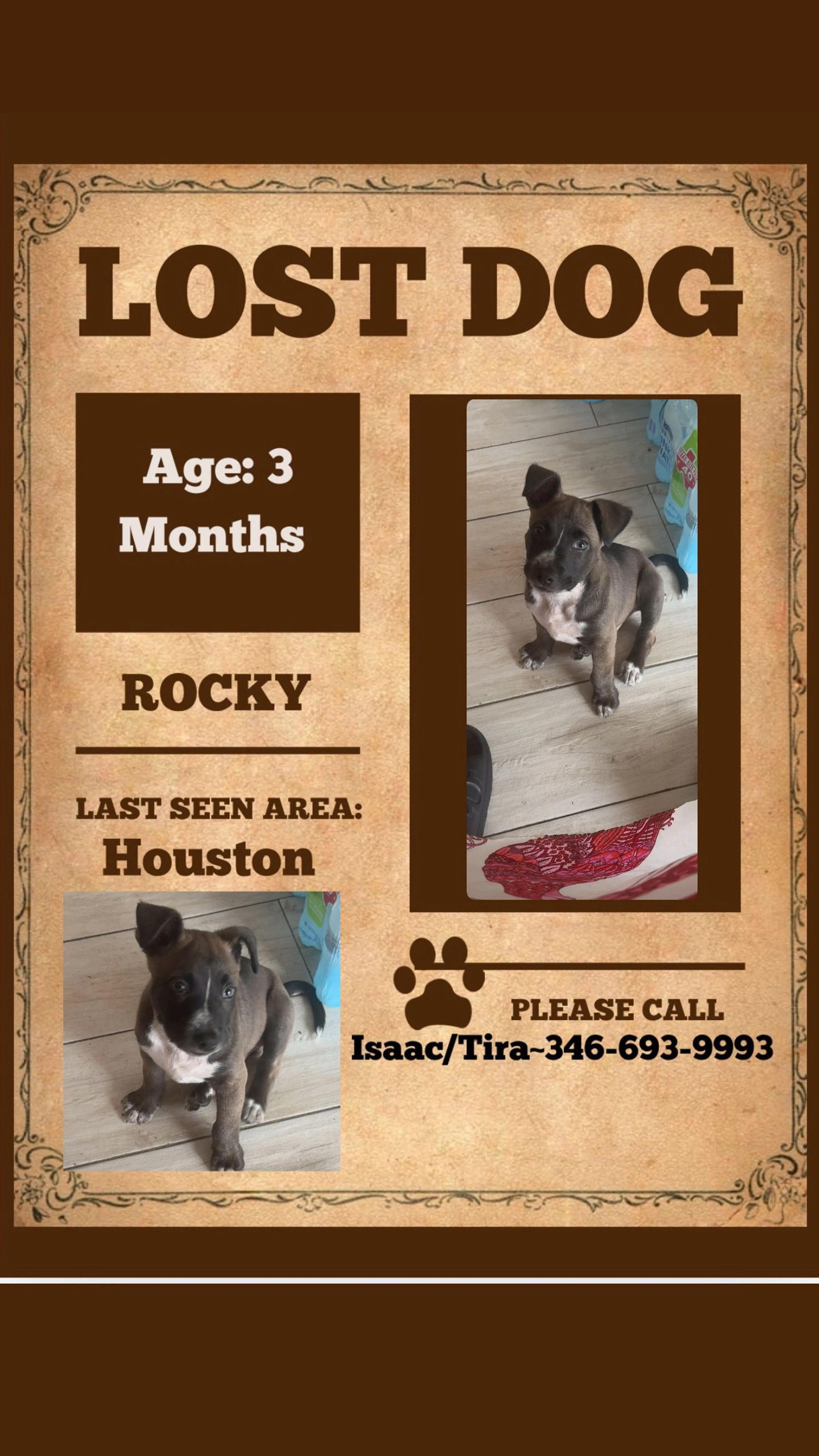 Lost pet