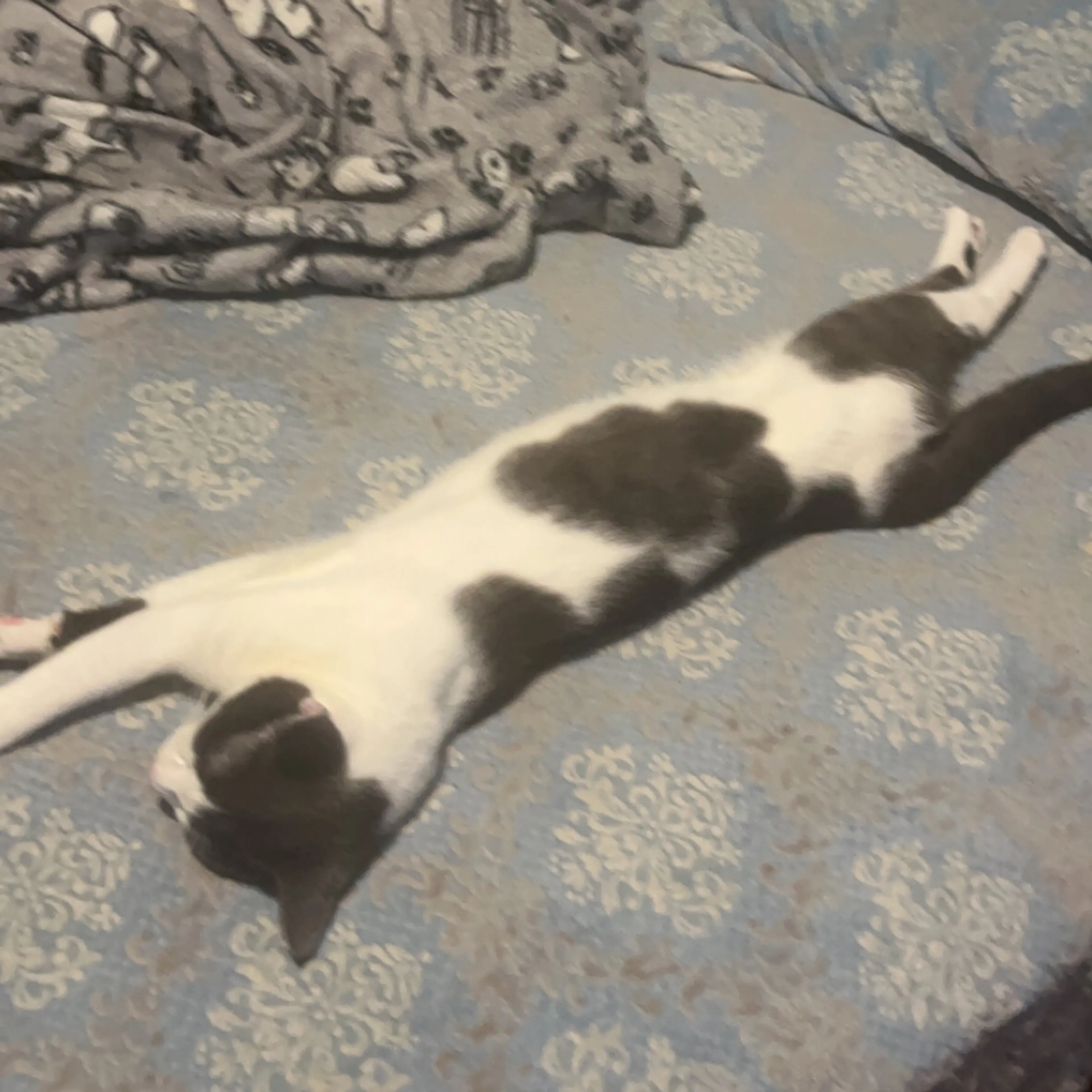 Lost pet-3