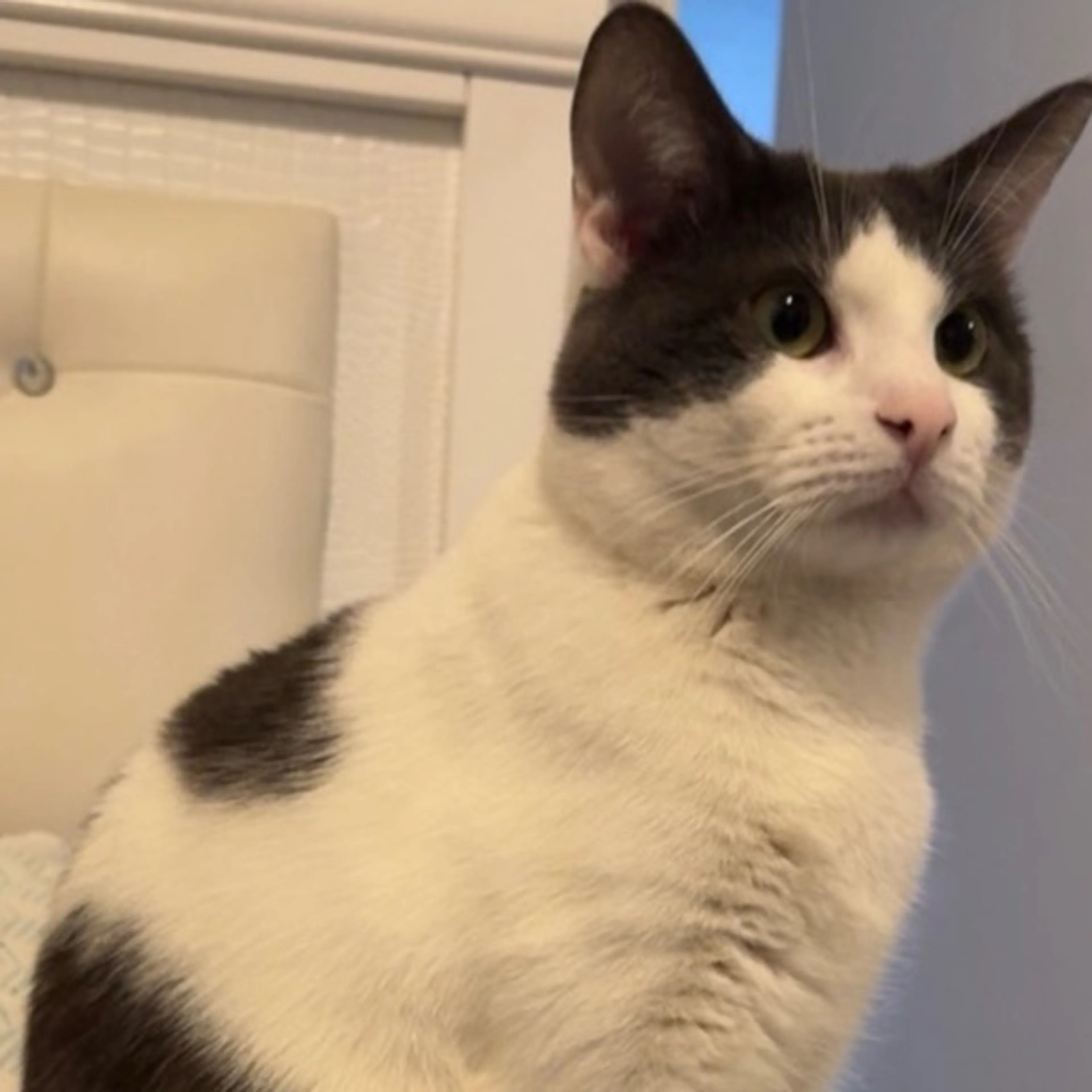 Lost pet-0