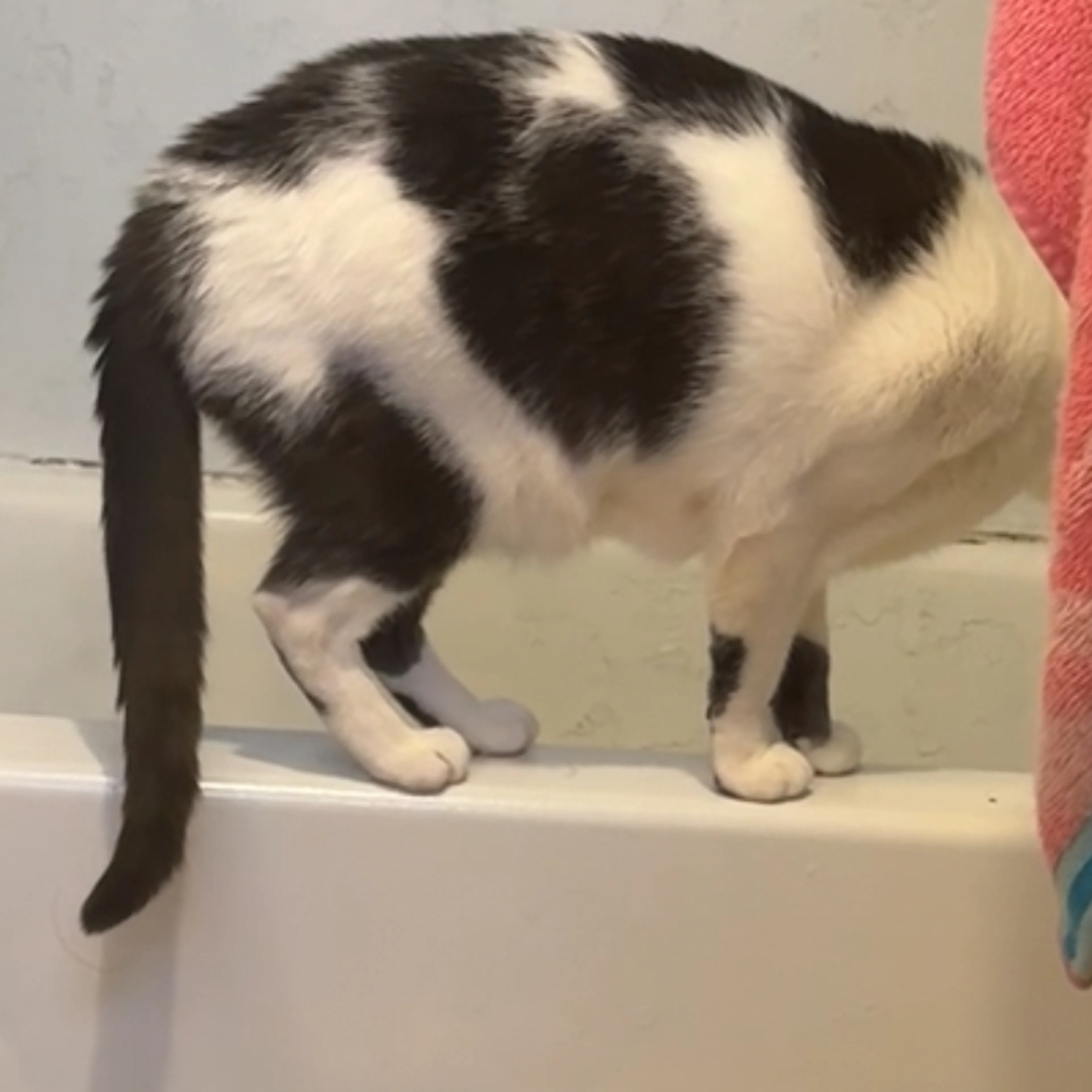 Lost pet-1