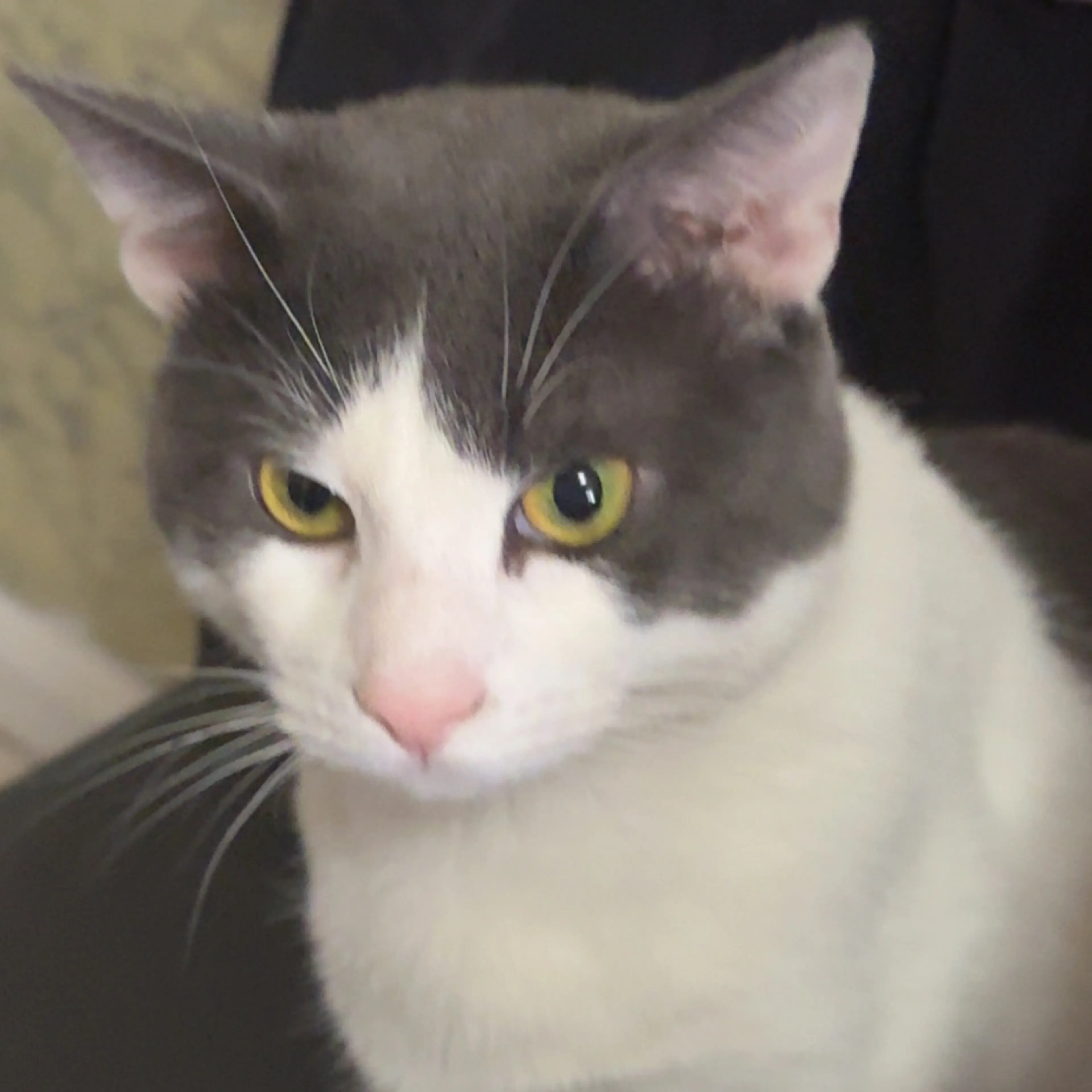Lost pet-2