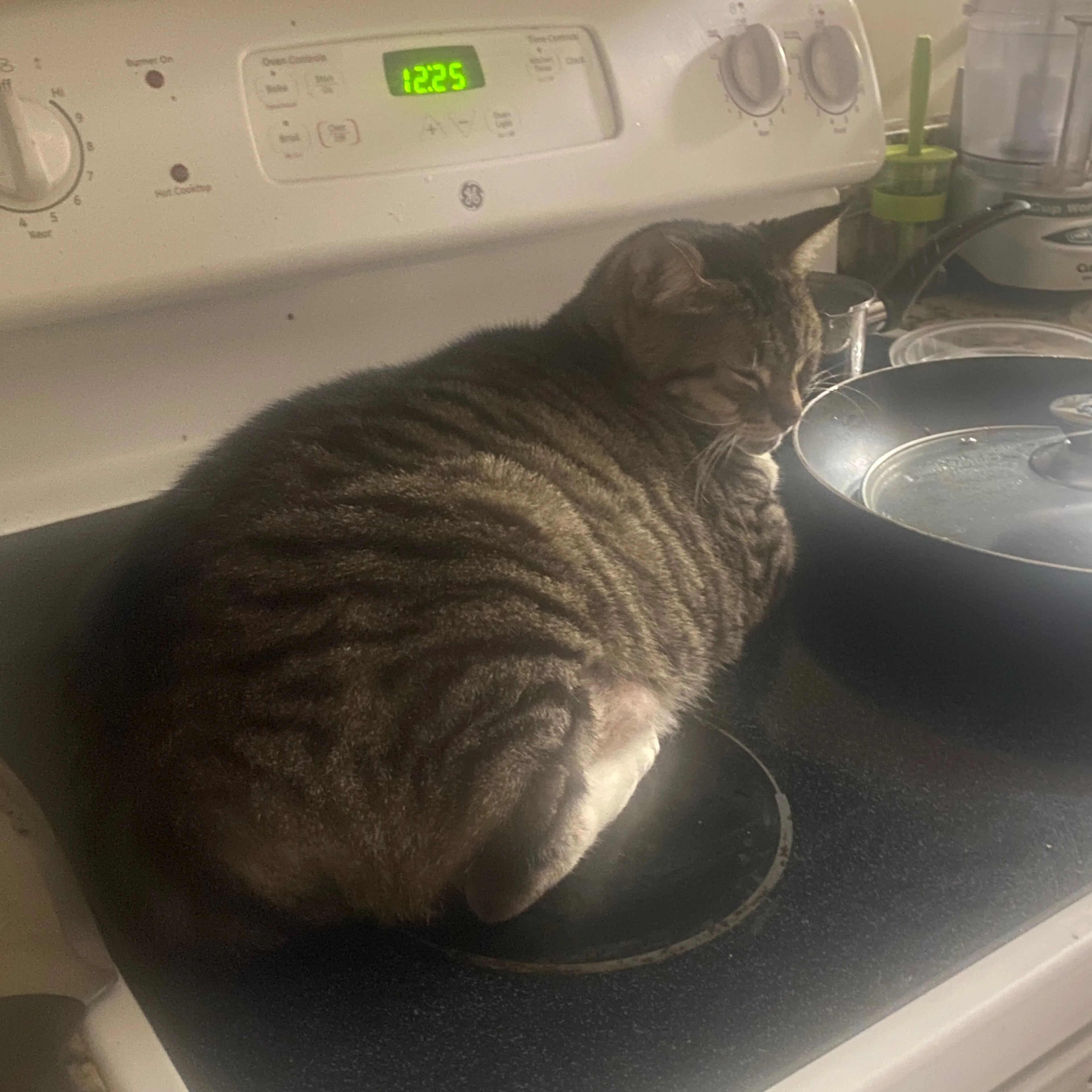 Lost pet-1