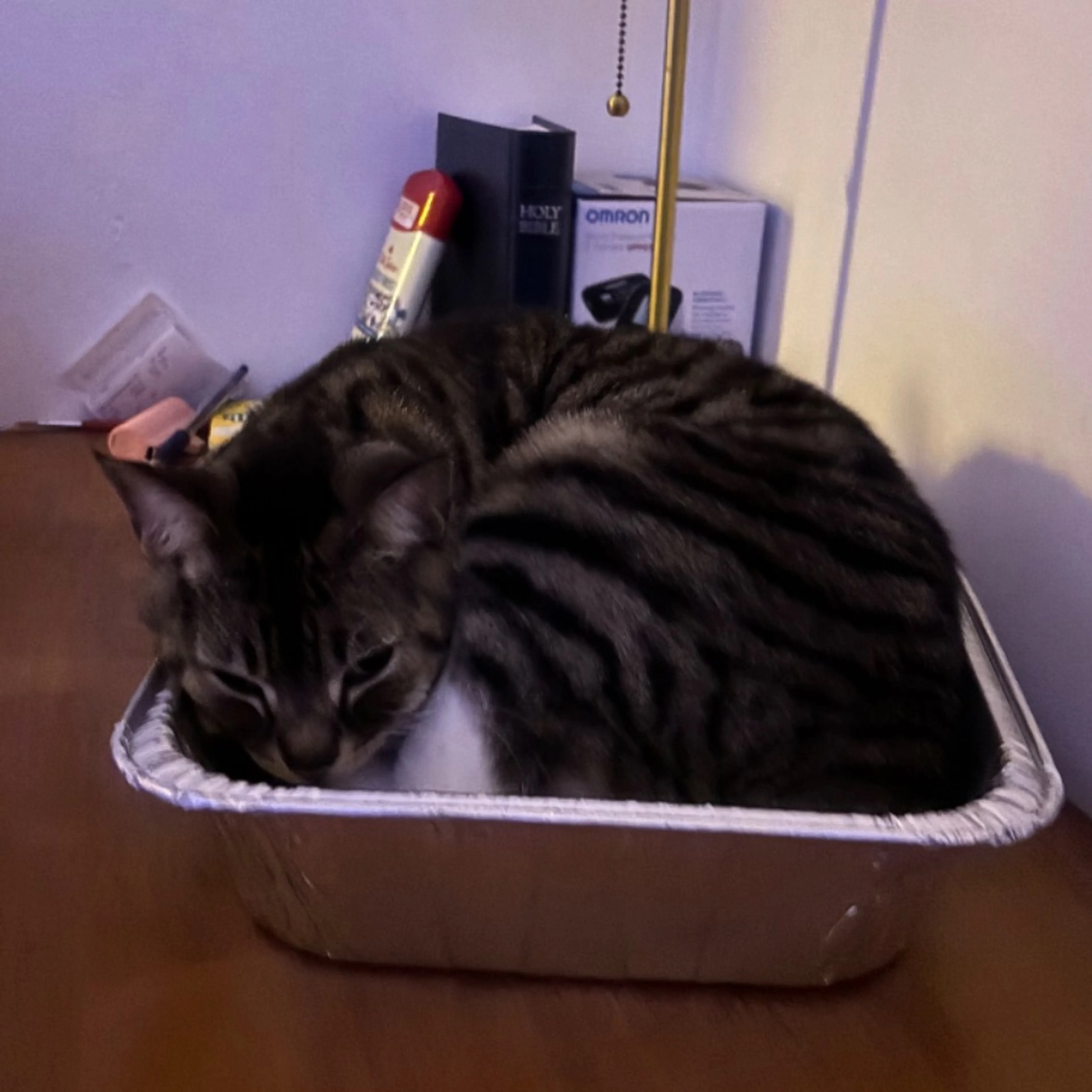 Lost pet-0