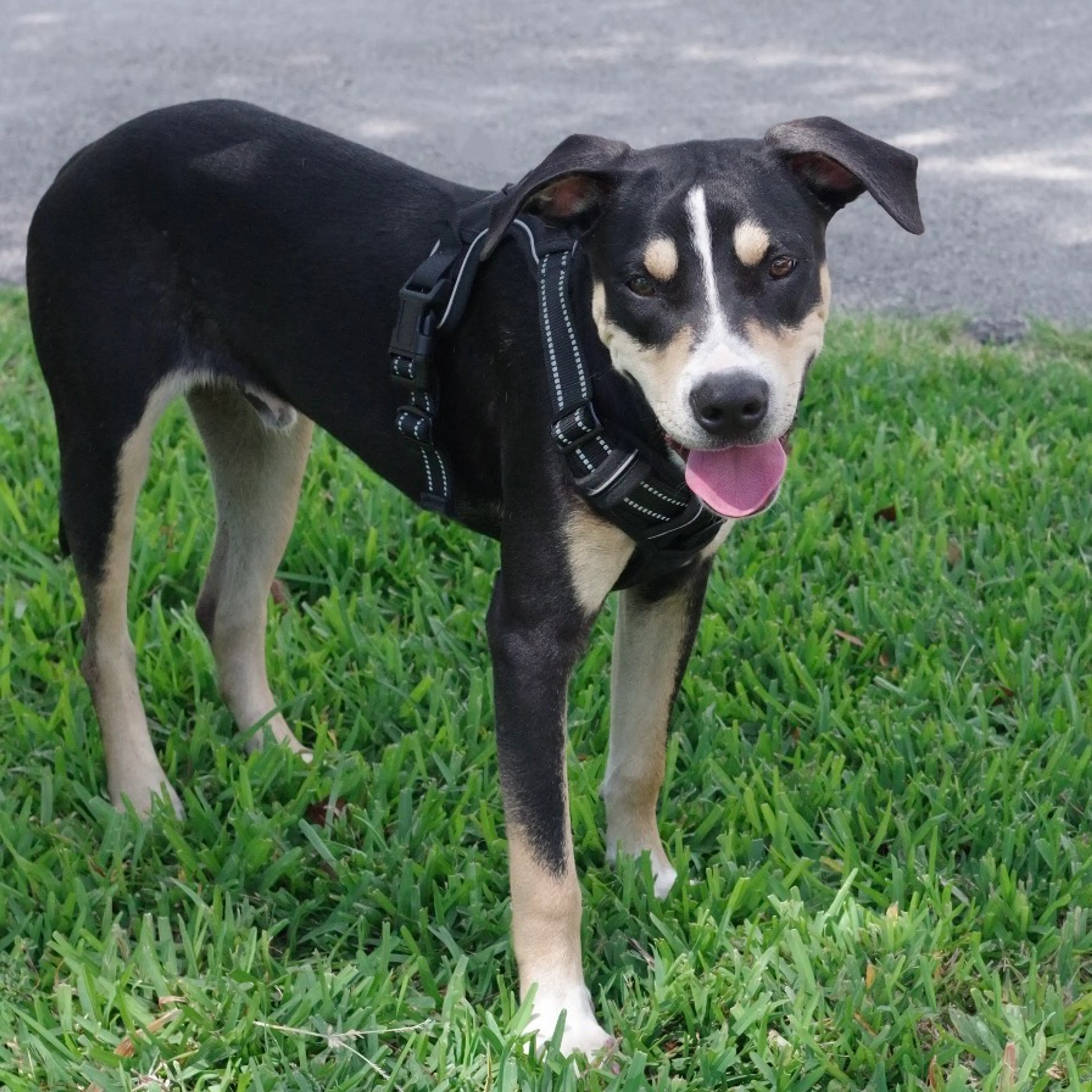 Found pet-4