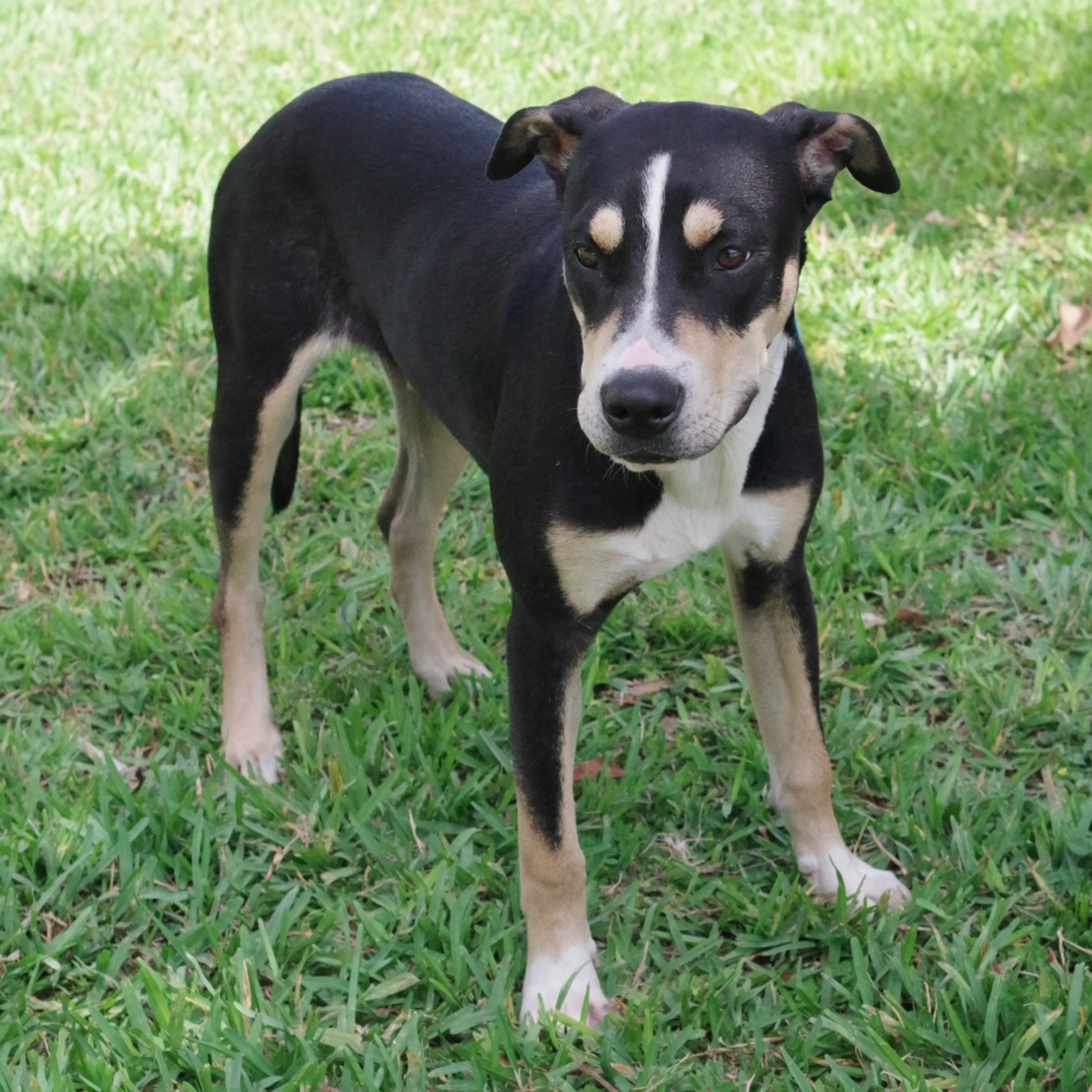 Found pet-5
