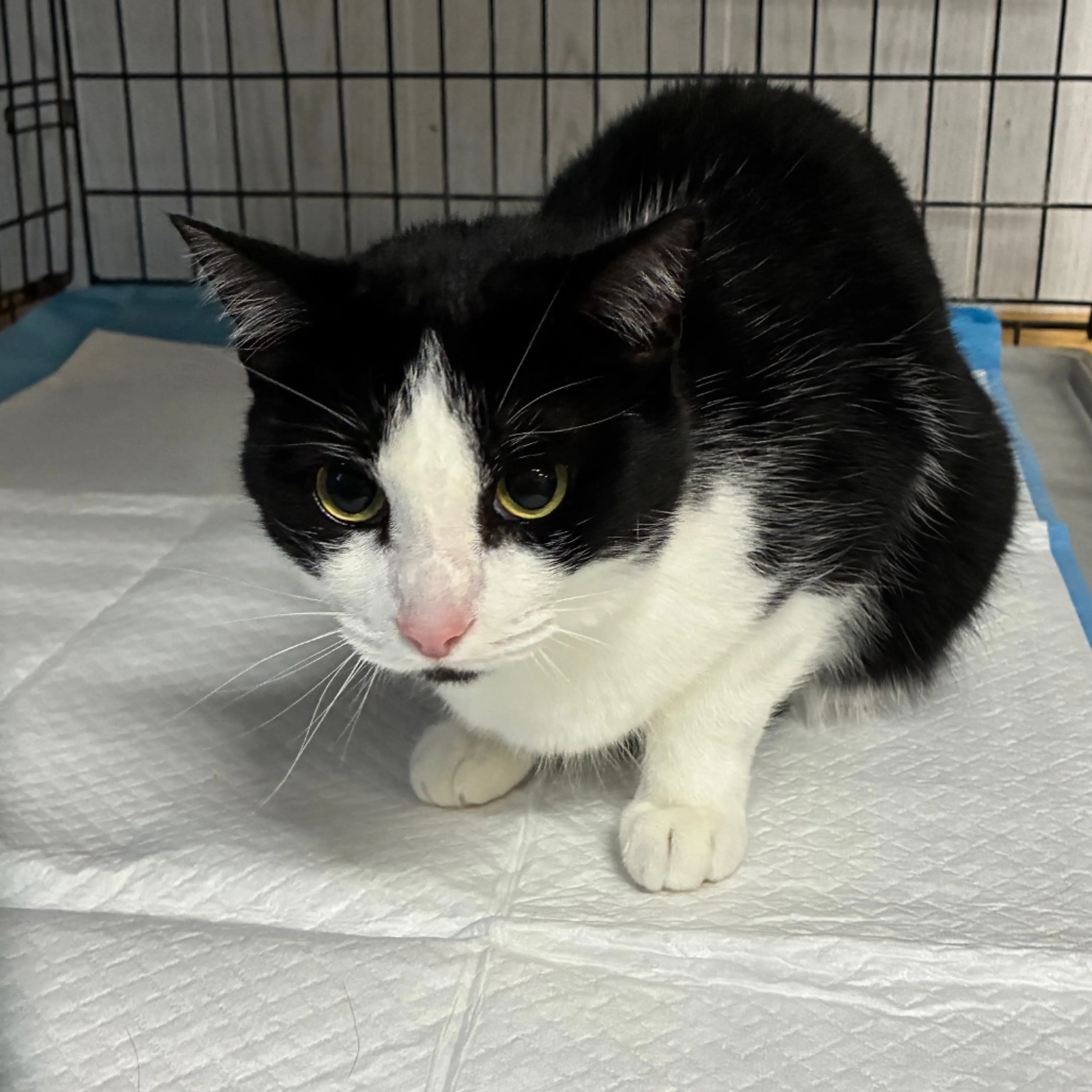 Found pet