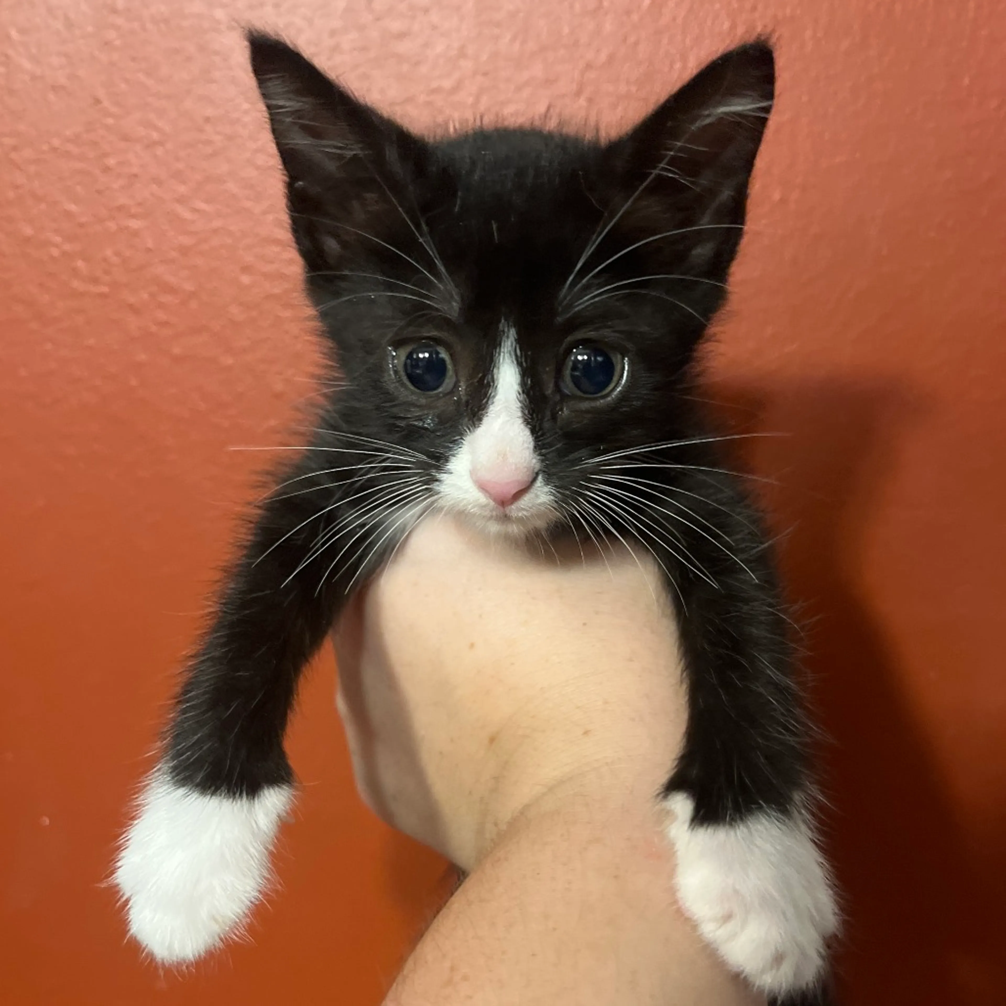 Found pet-2
