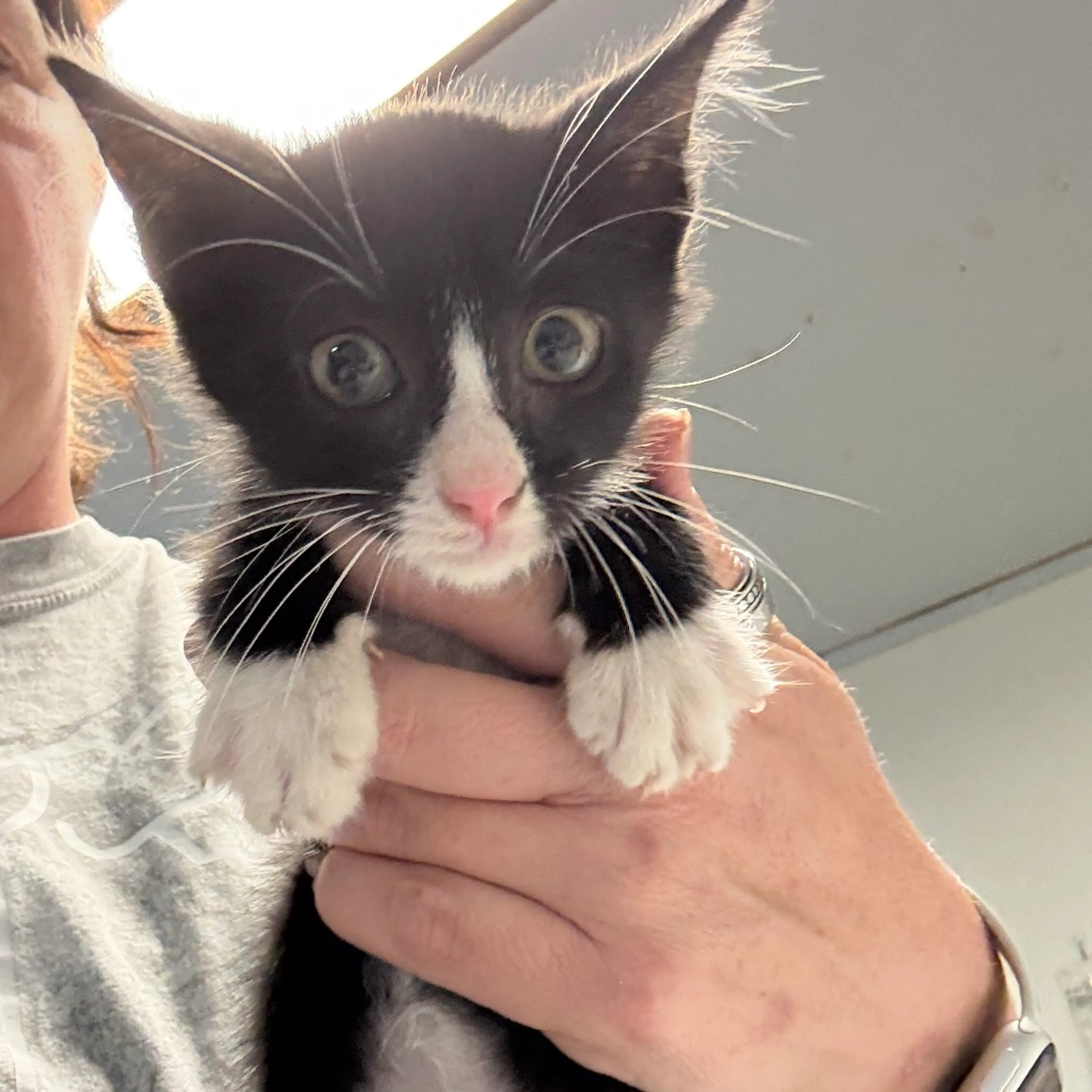 Found pet-0