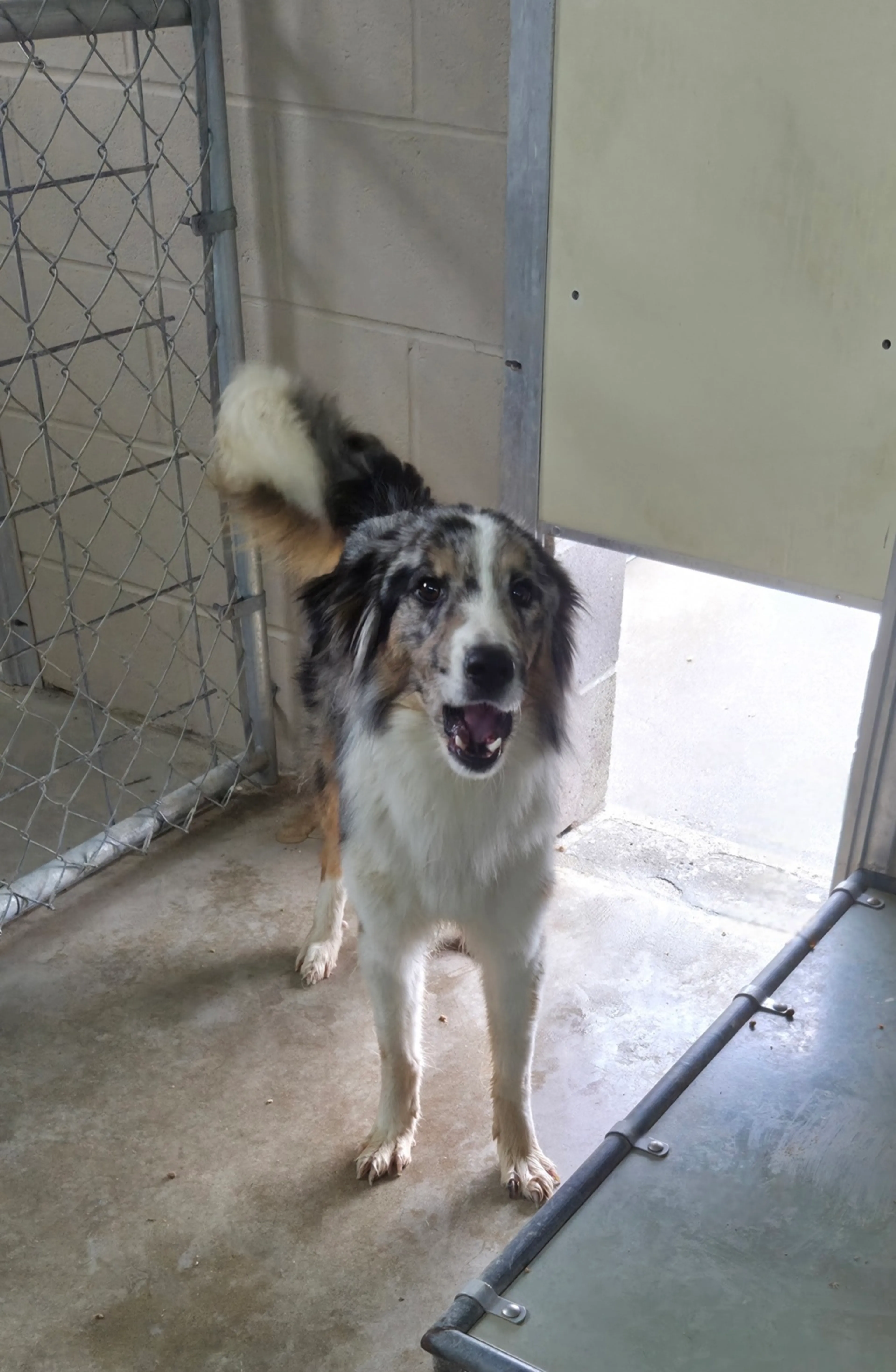 Found pet