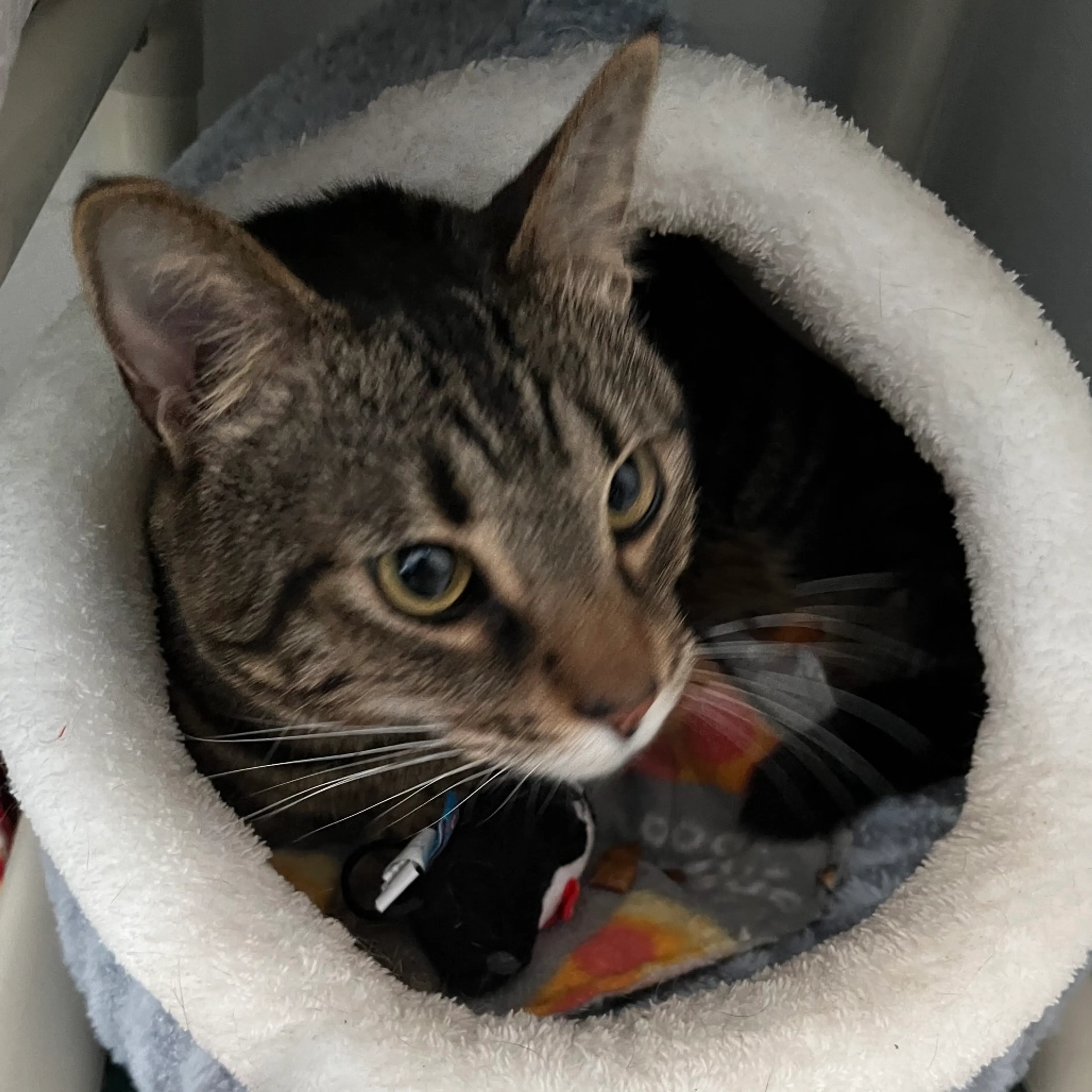 Found pet-4