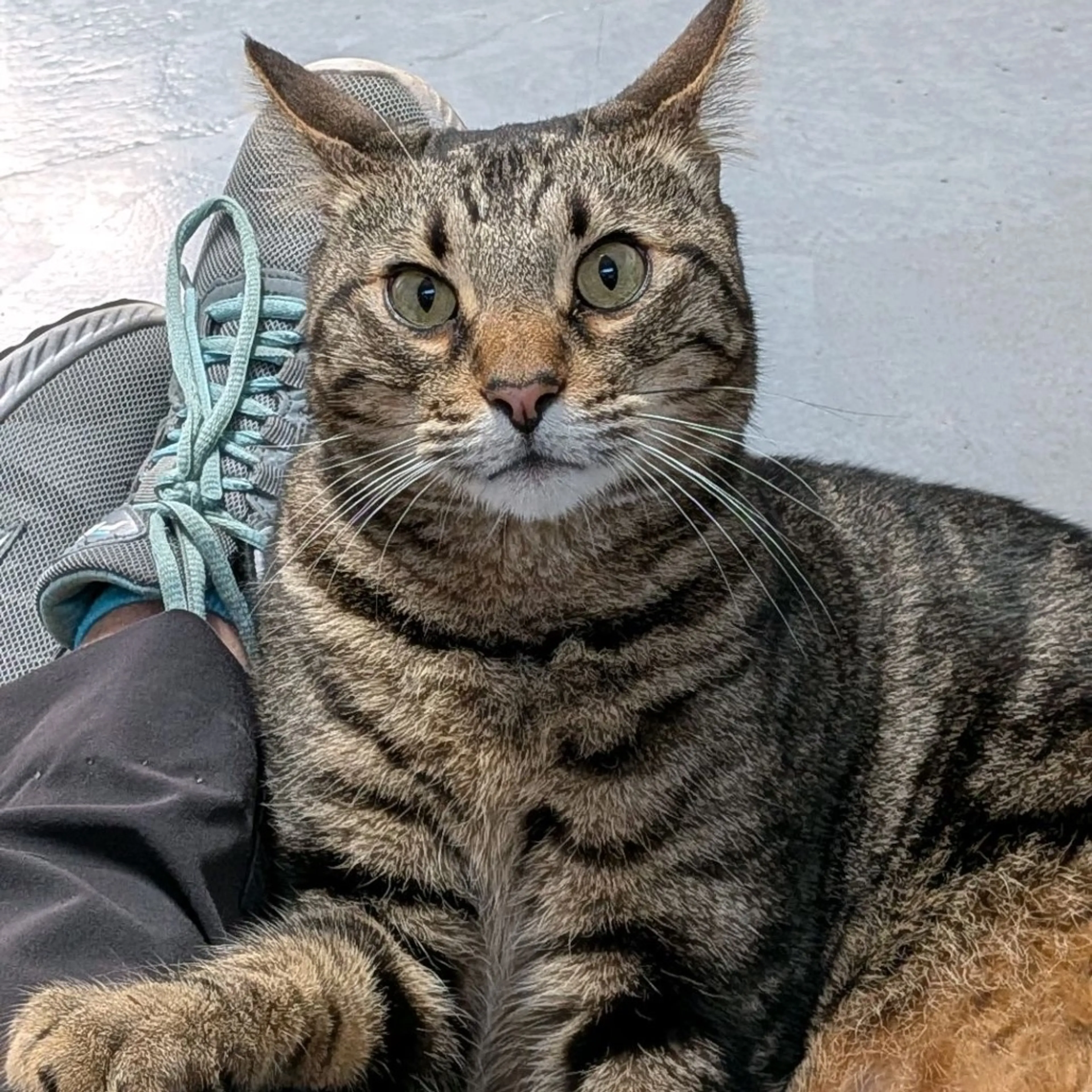 Found pet-7
