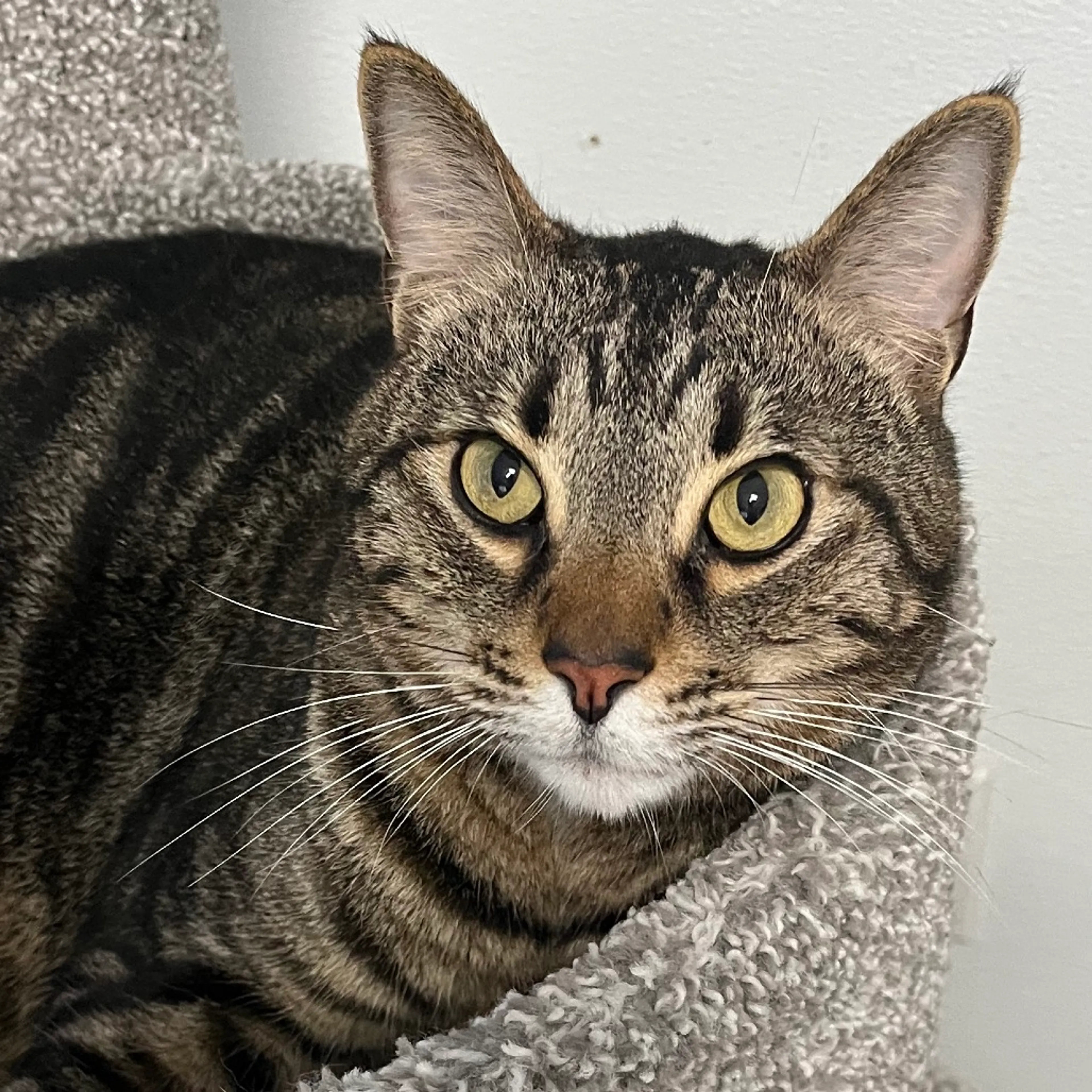 Found pet-5