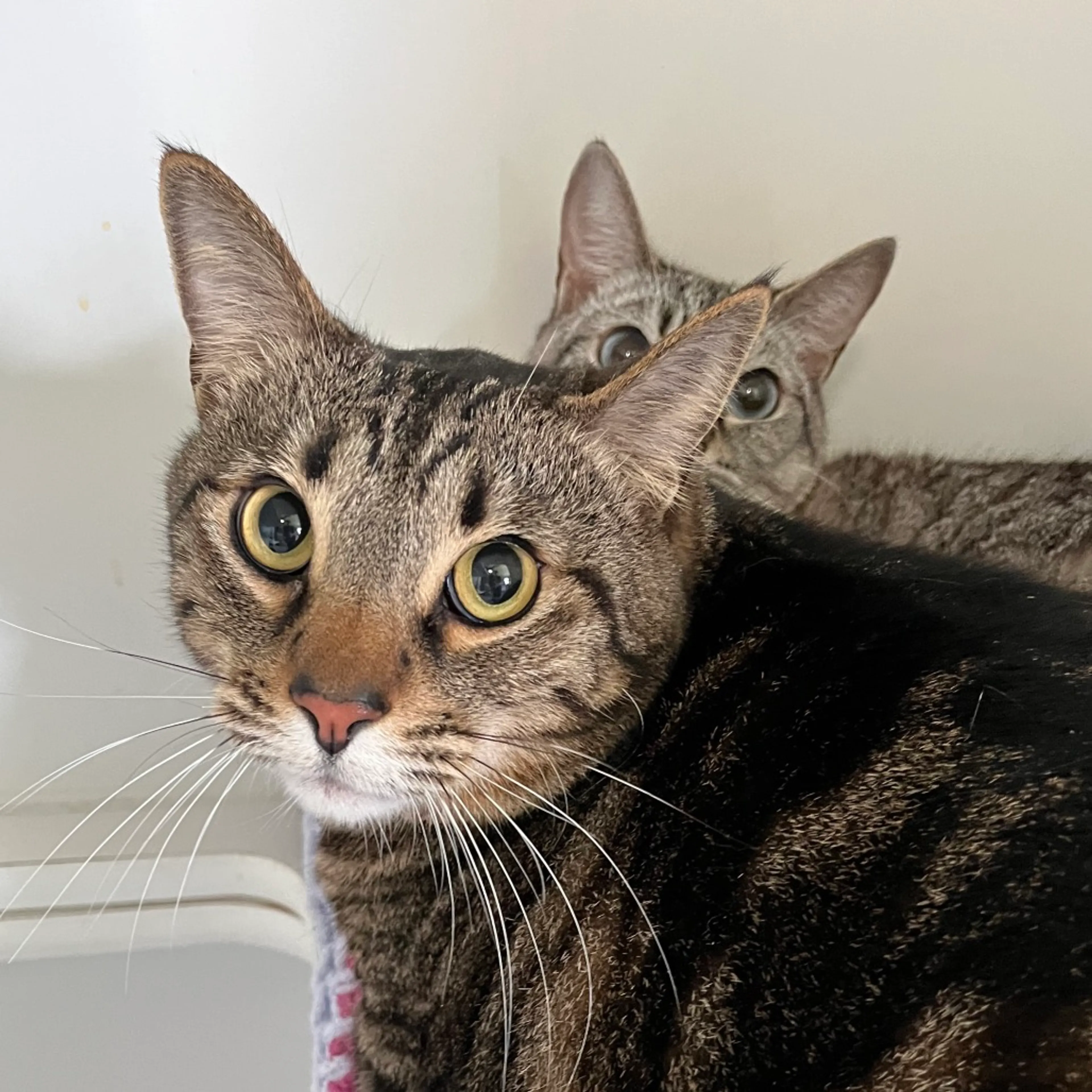 Found pet-3