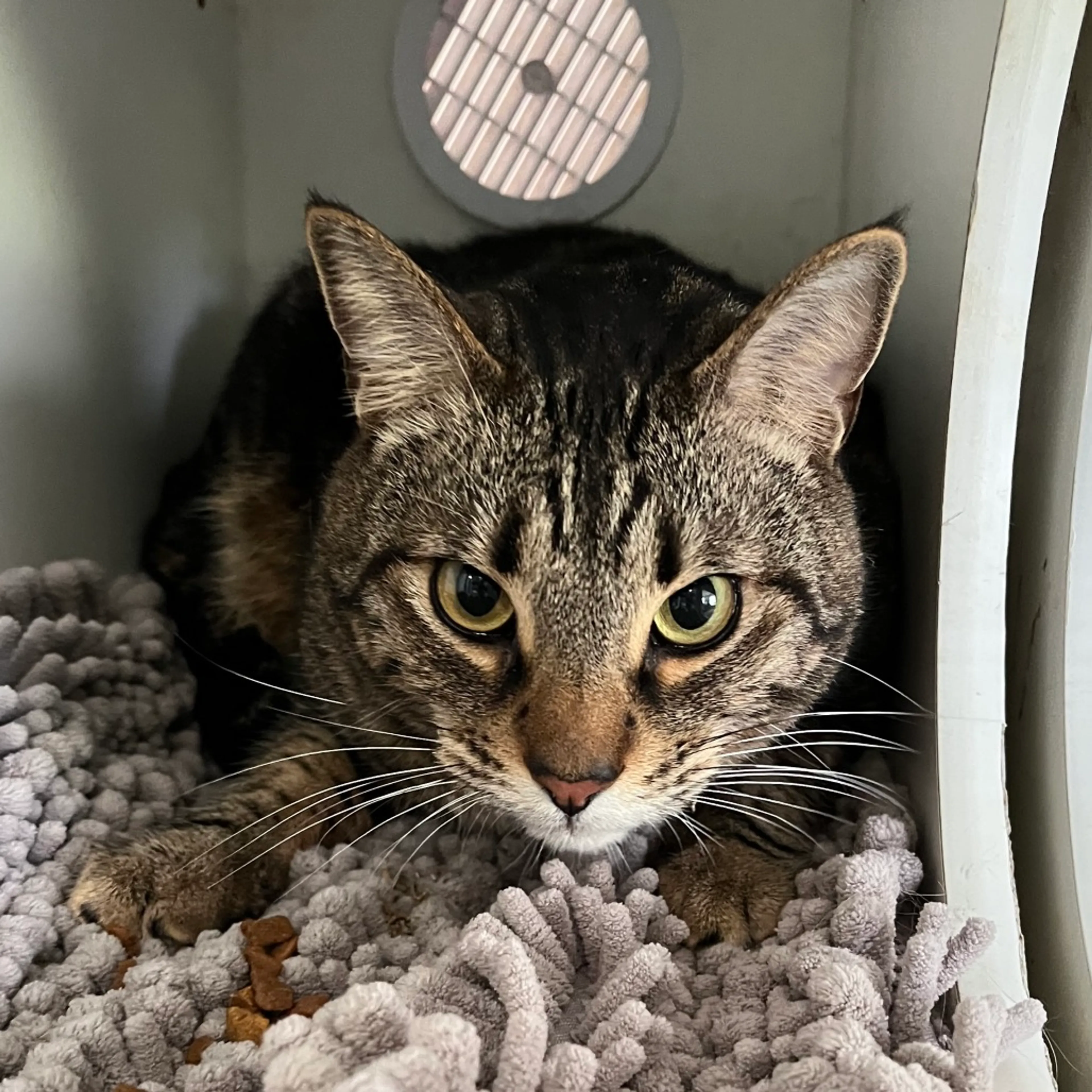Found pet-2
