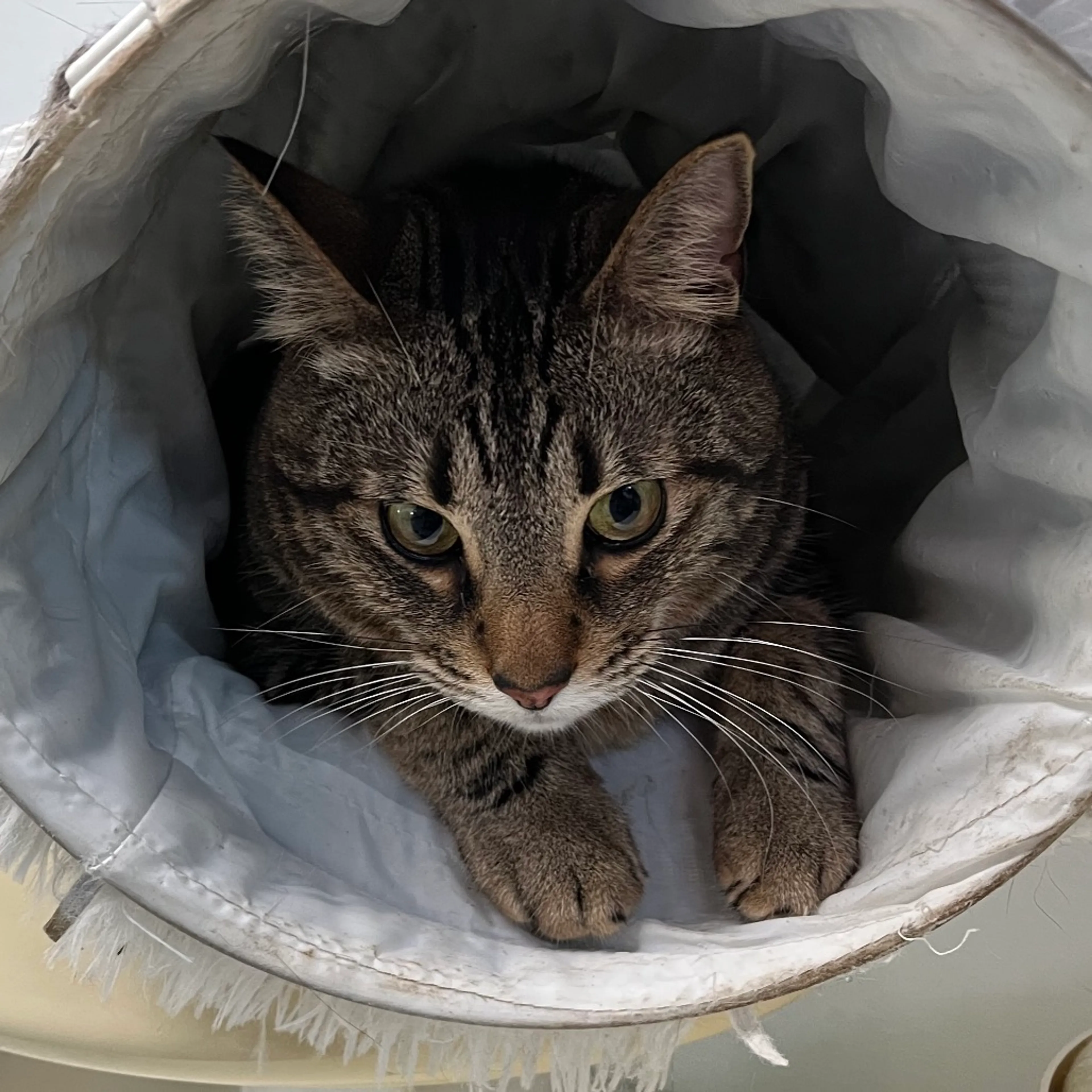 Found pet-6