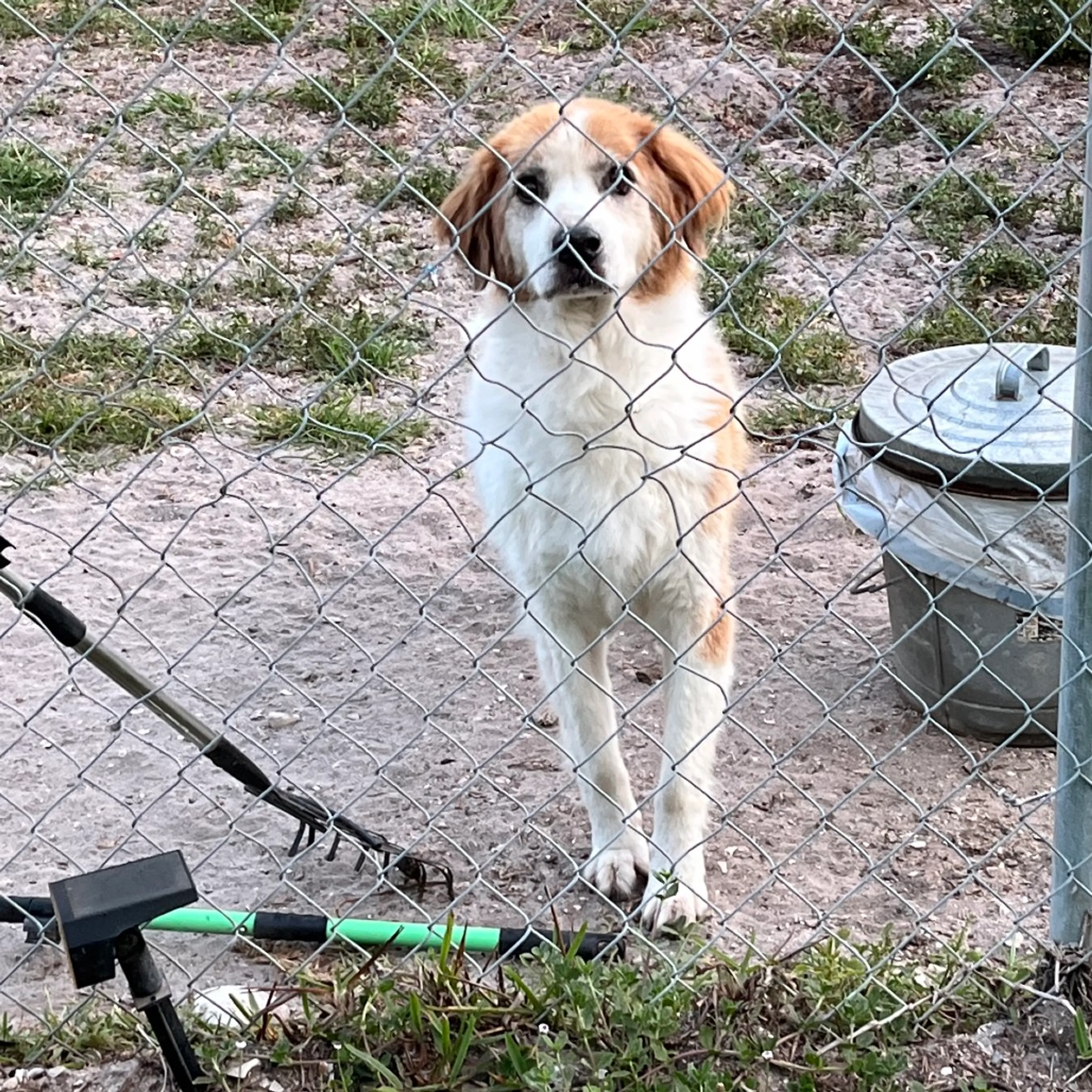 Found pet-3