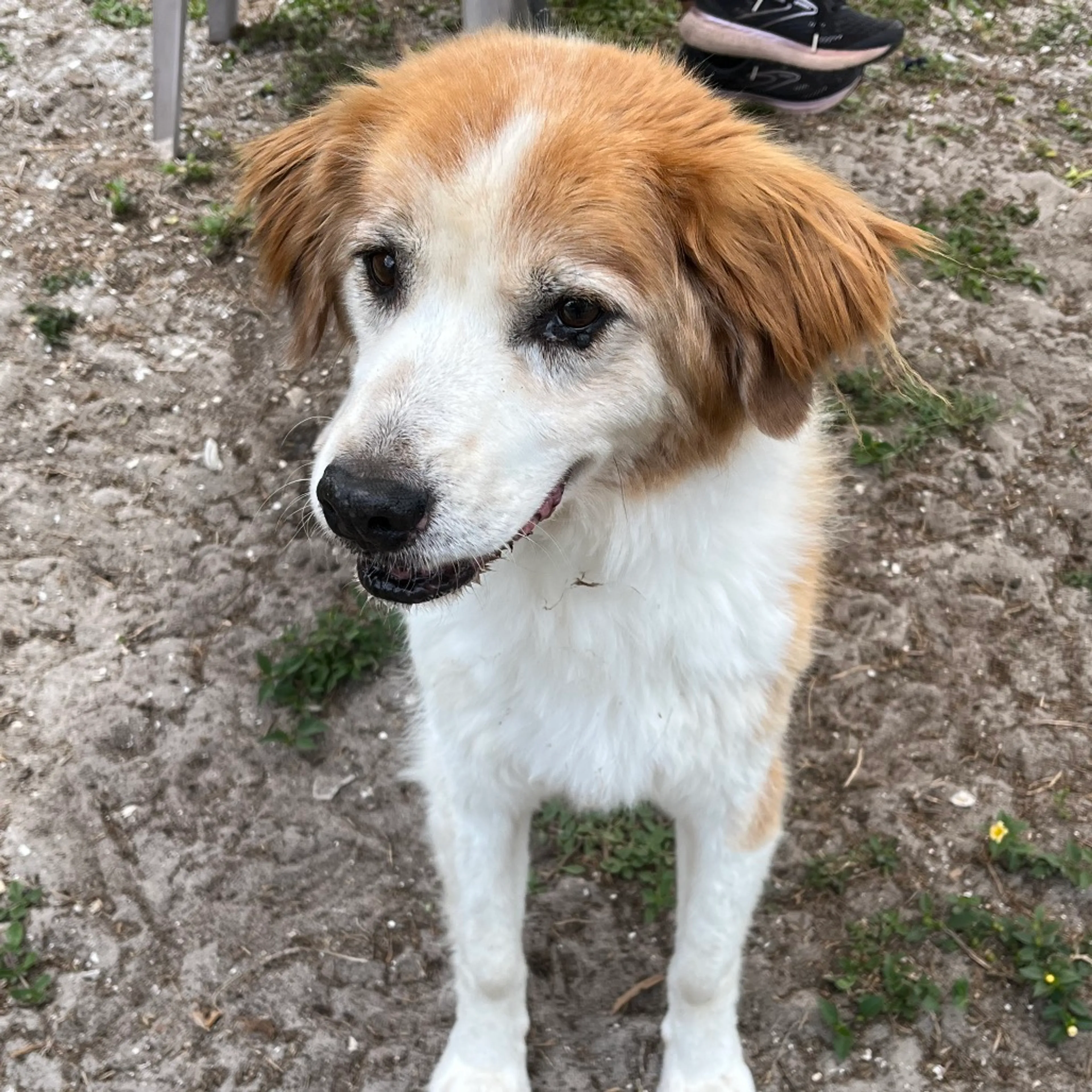 Found pet-2