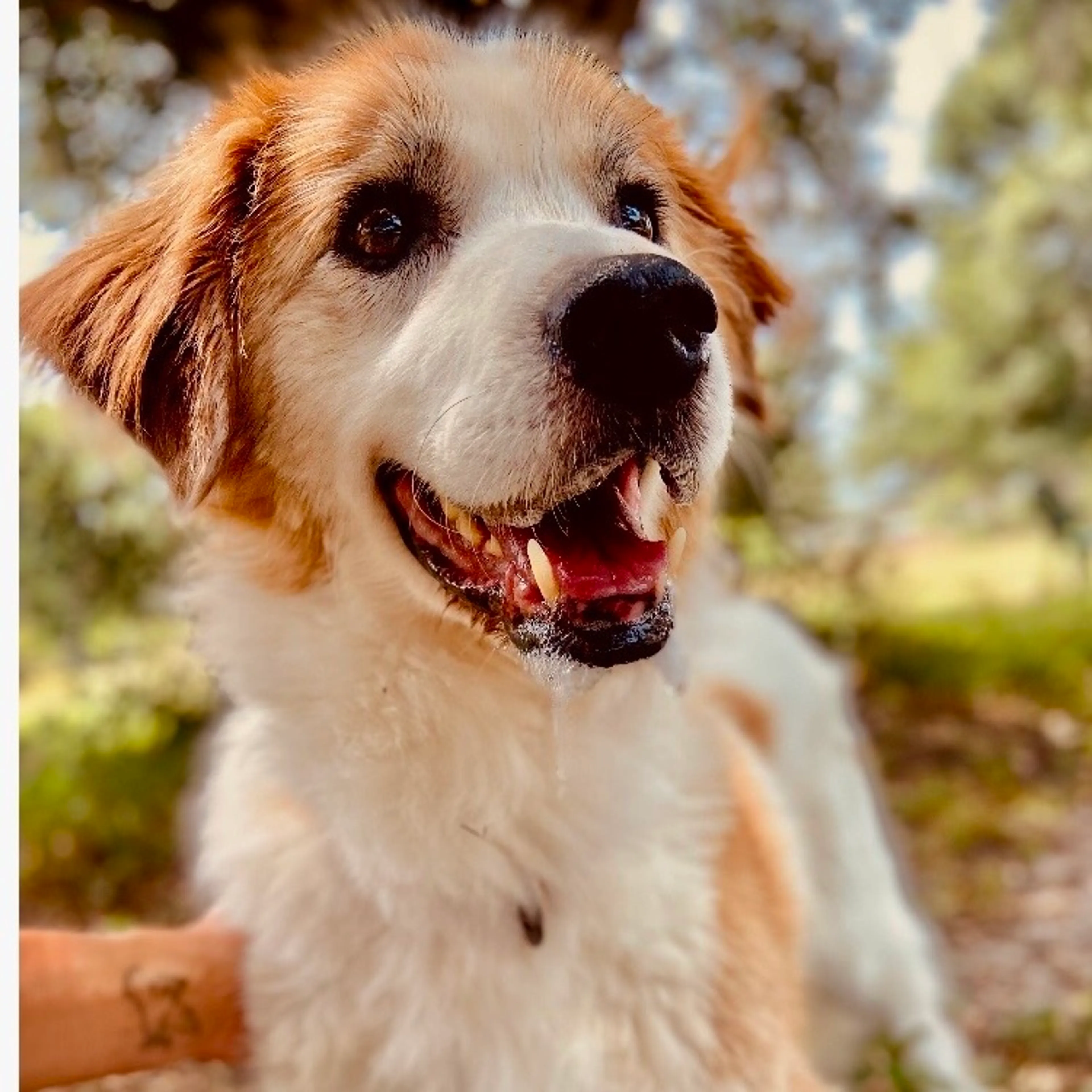 Found pet-5
