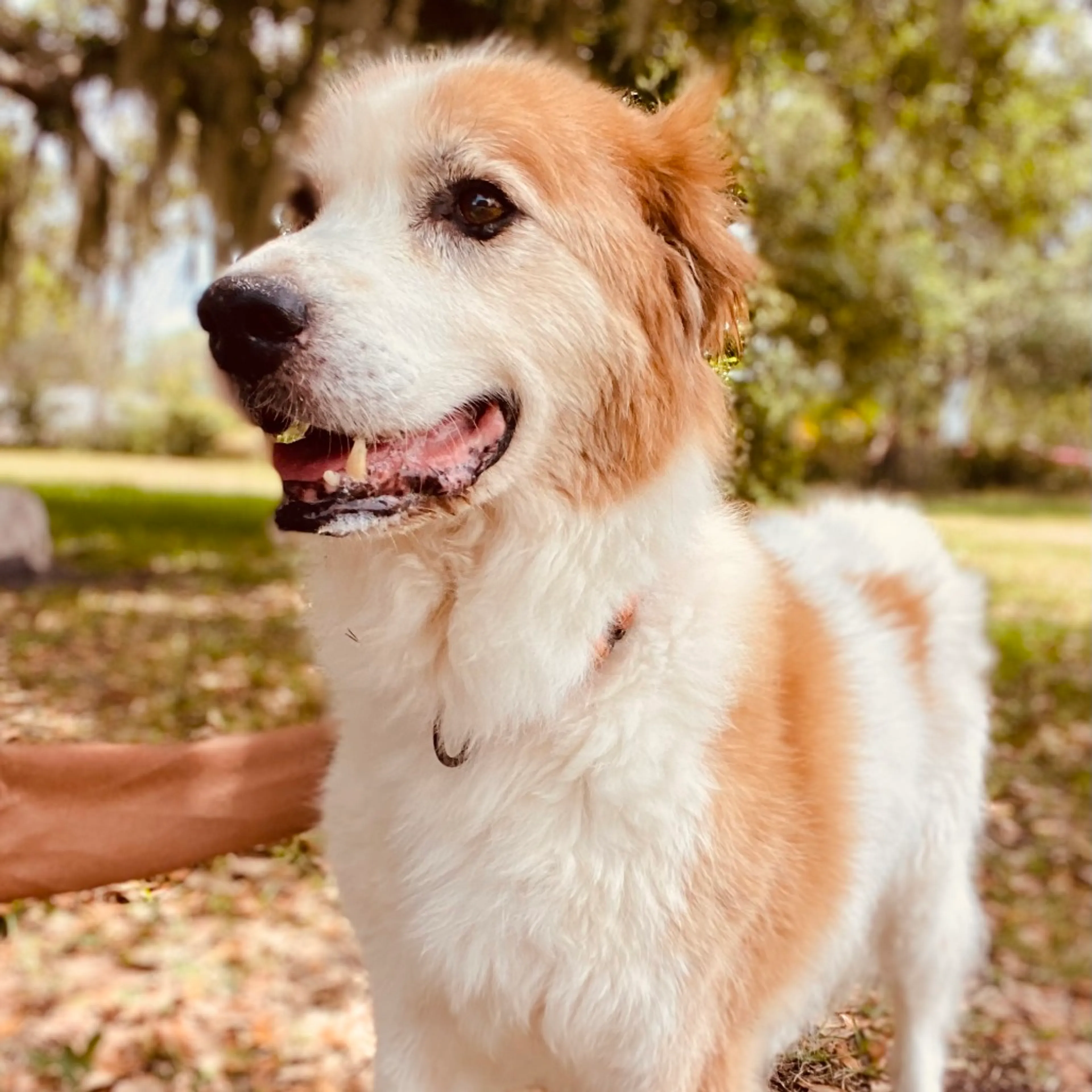 Found pet-7
