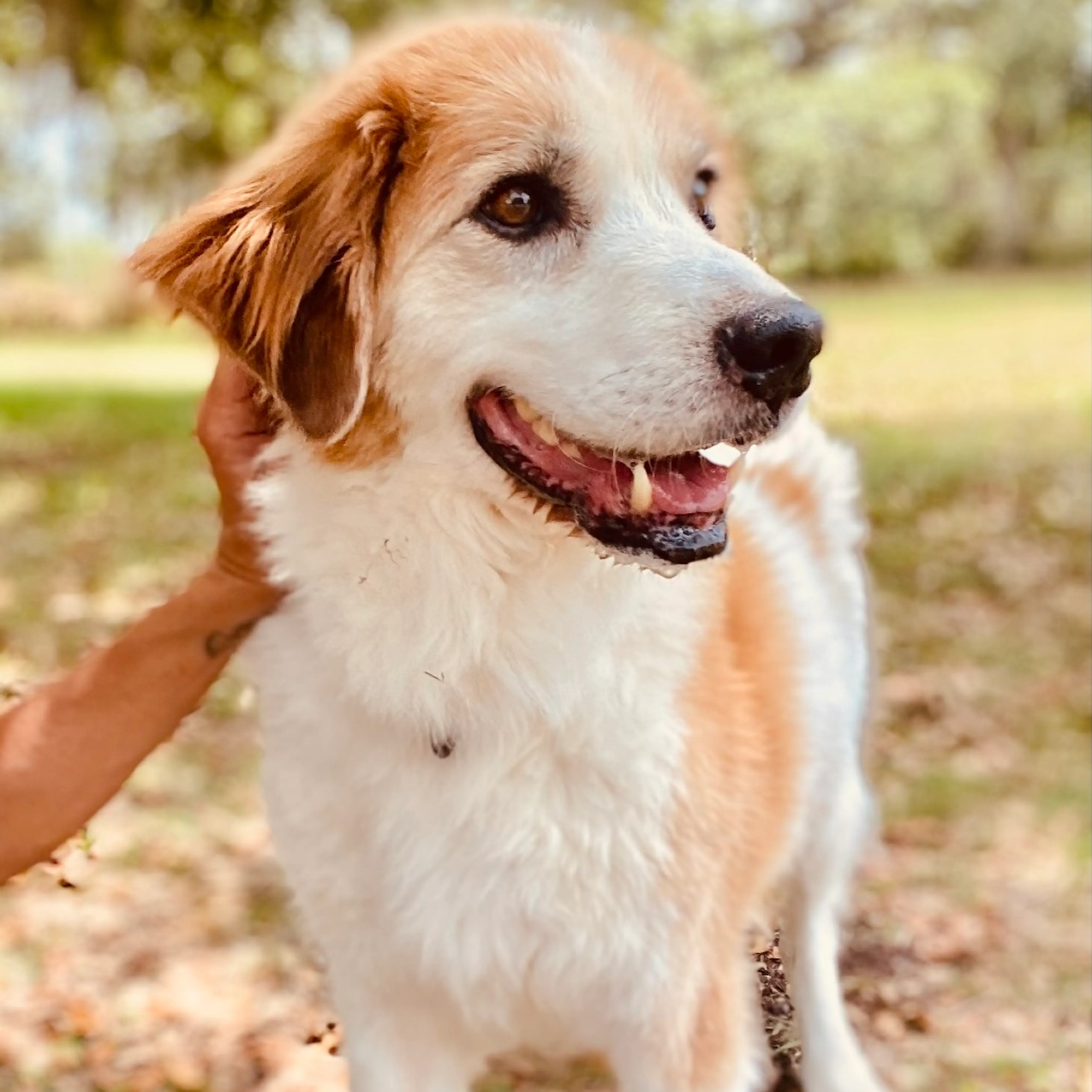 Found pet-4