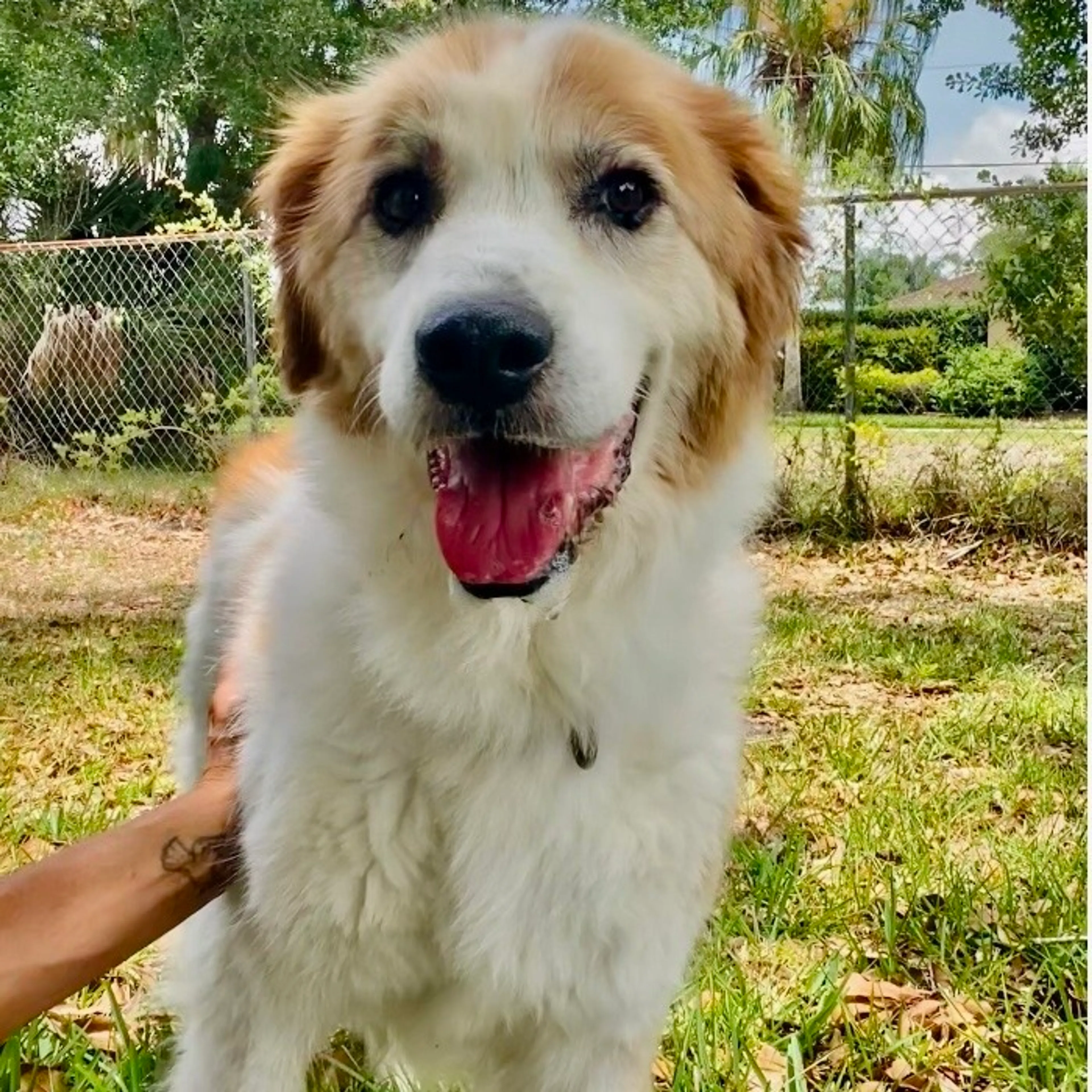 Found pet-6