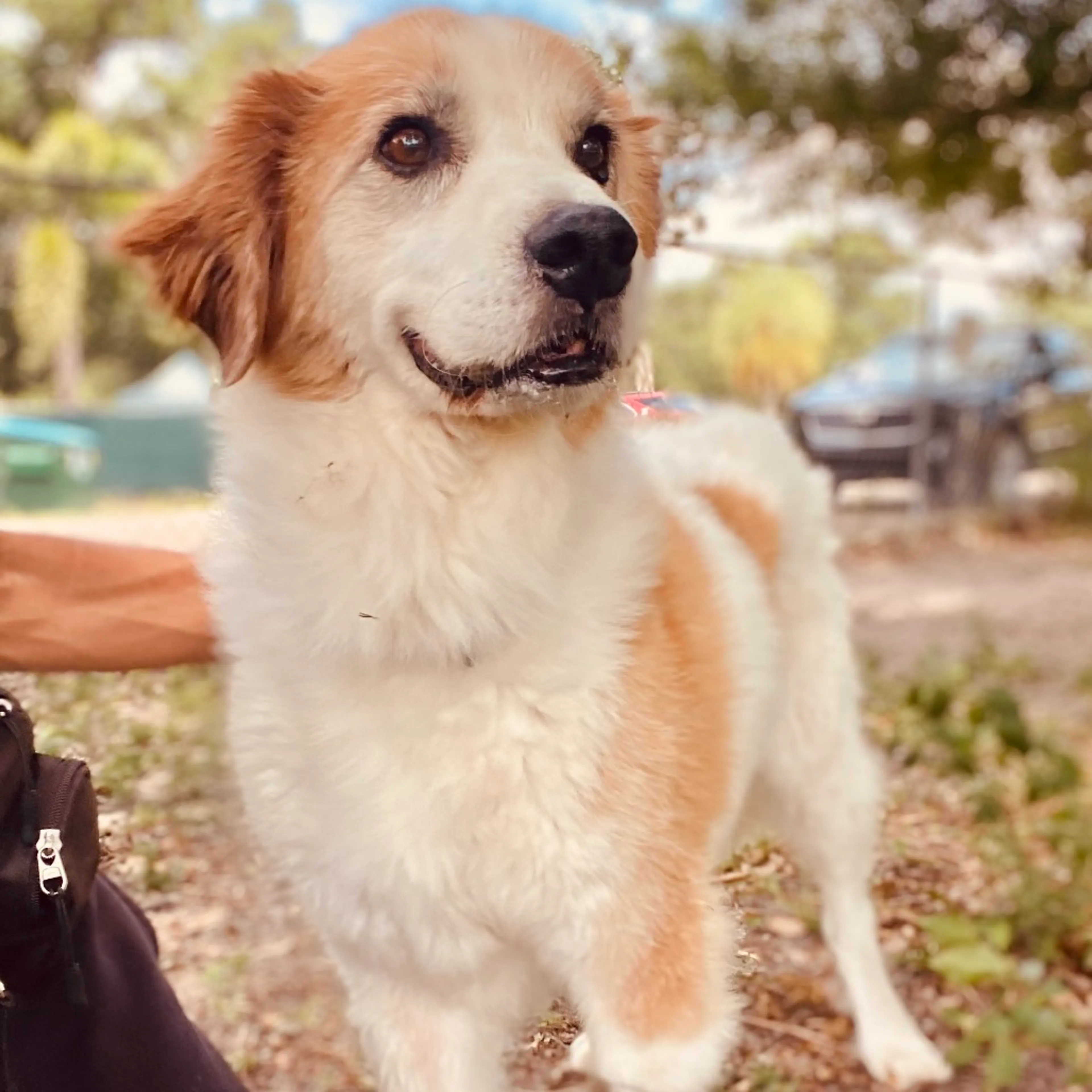 Found pet-1