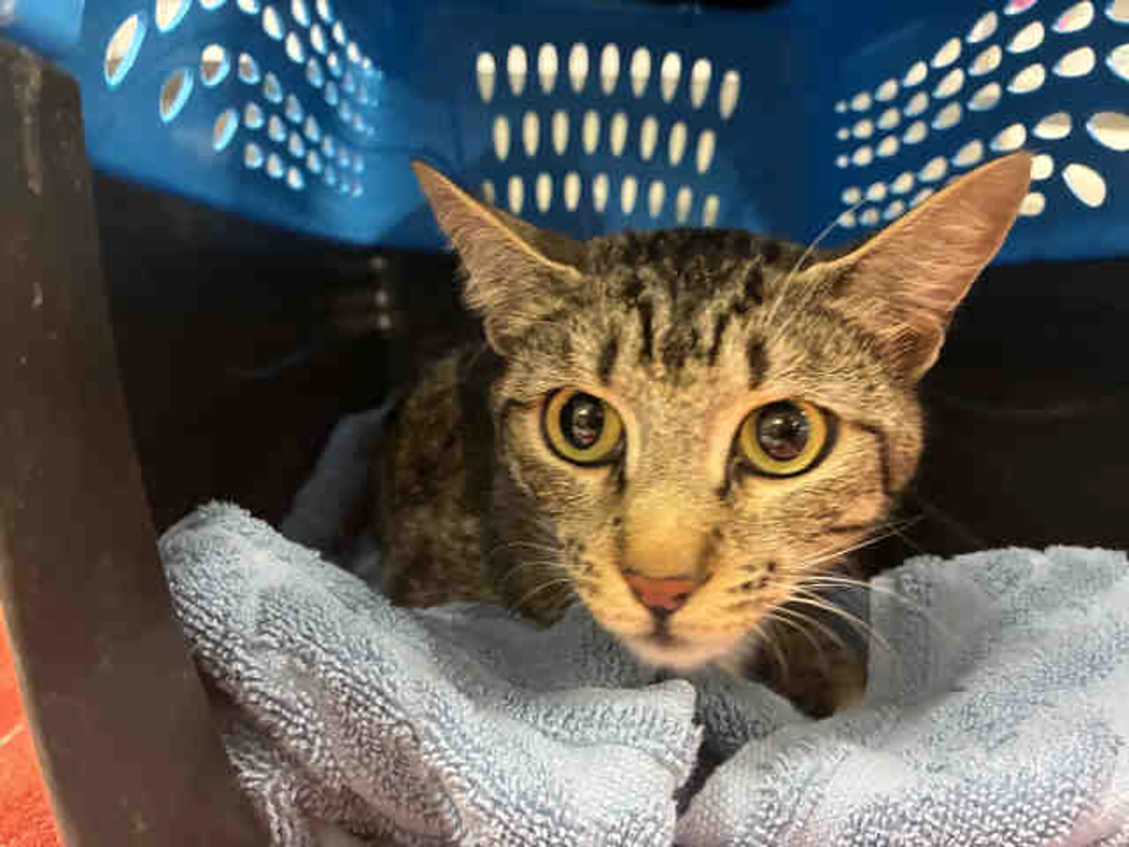 Found pet