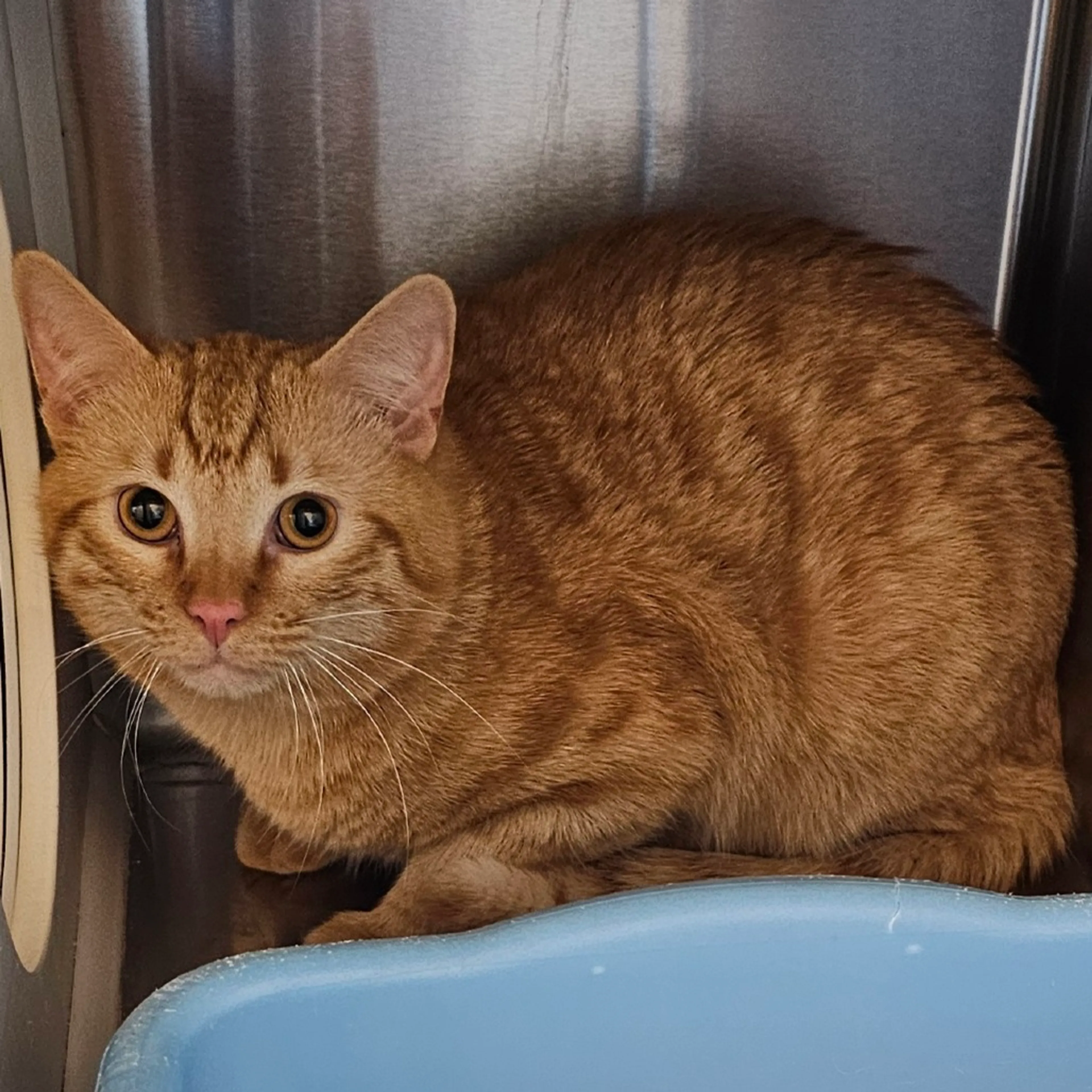 Found pet