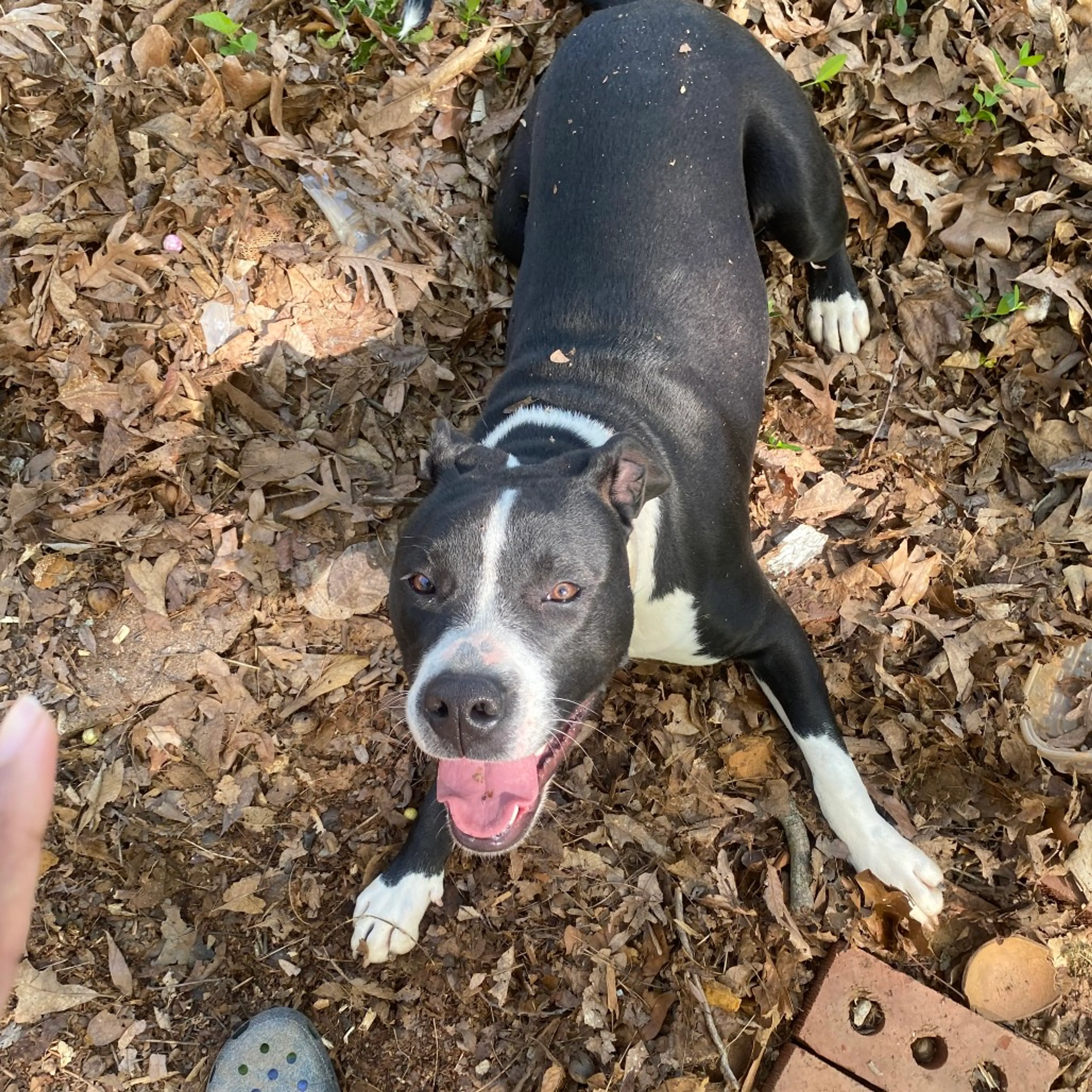 Found pet-1