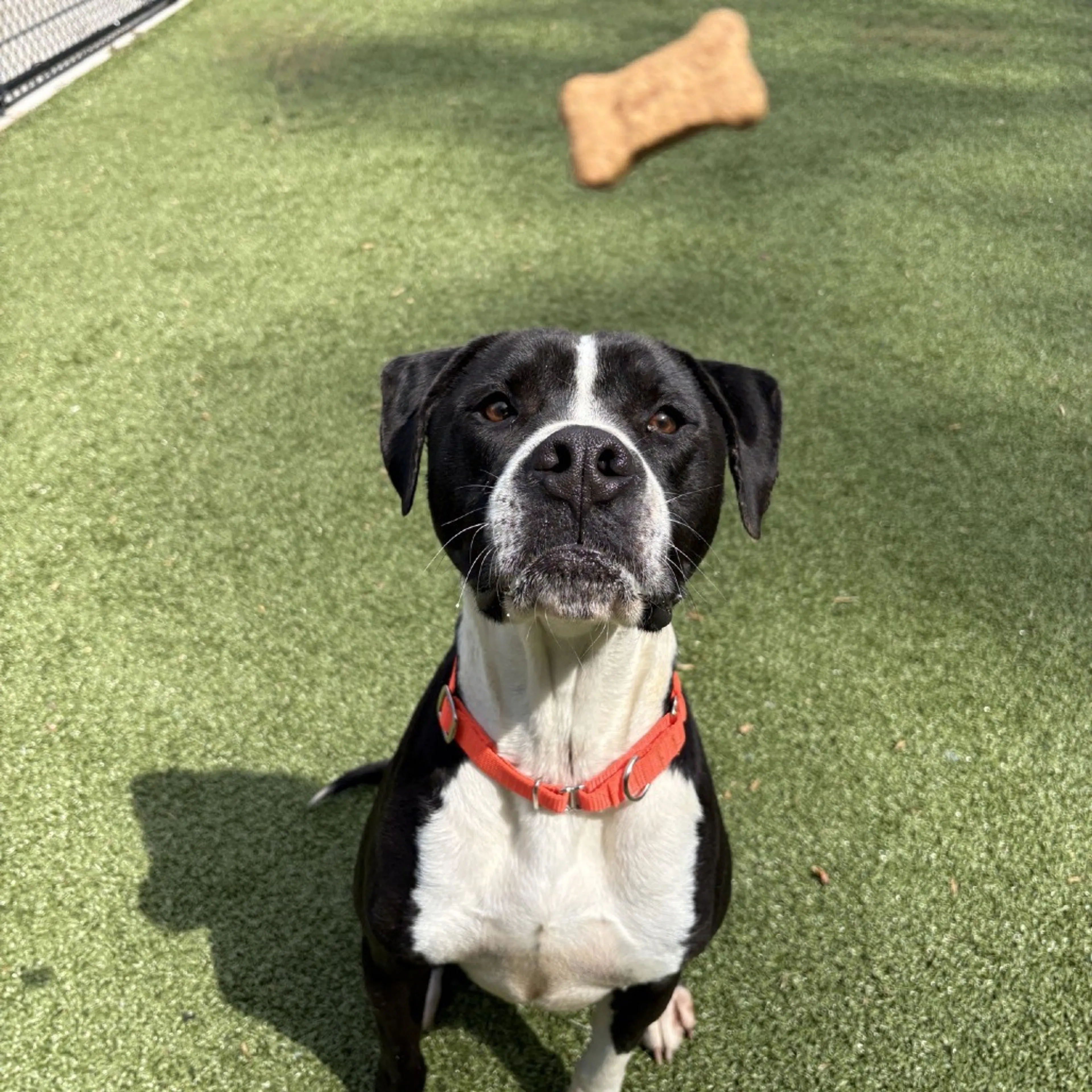 Found pet-3