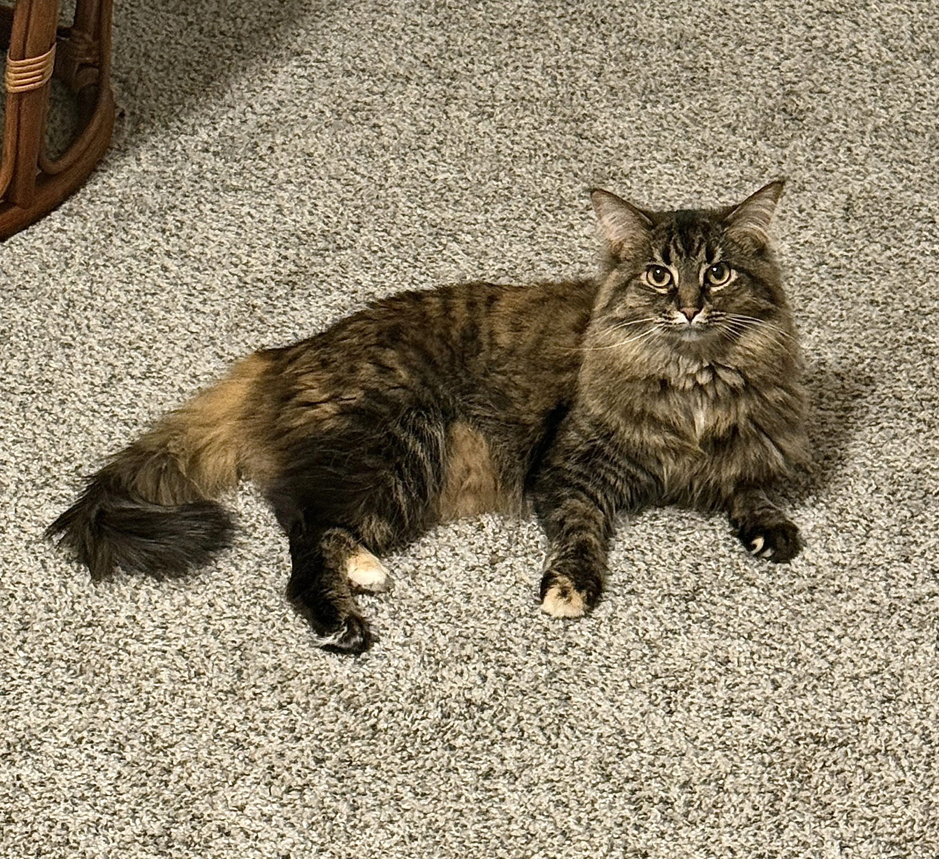 Lost pet