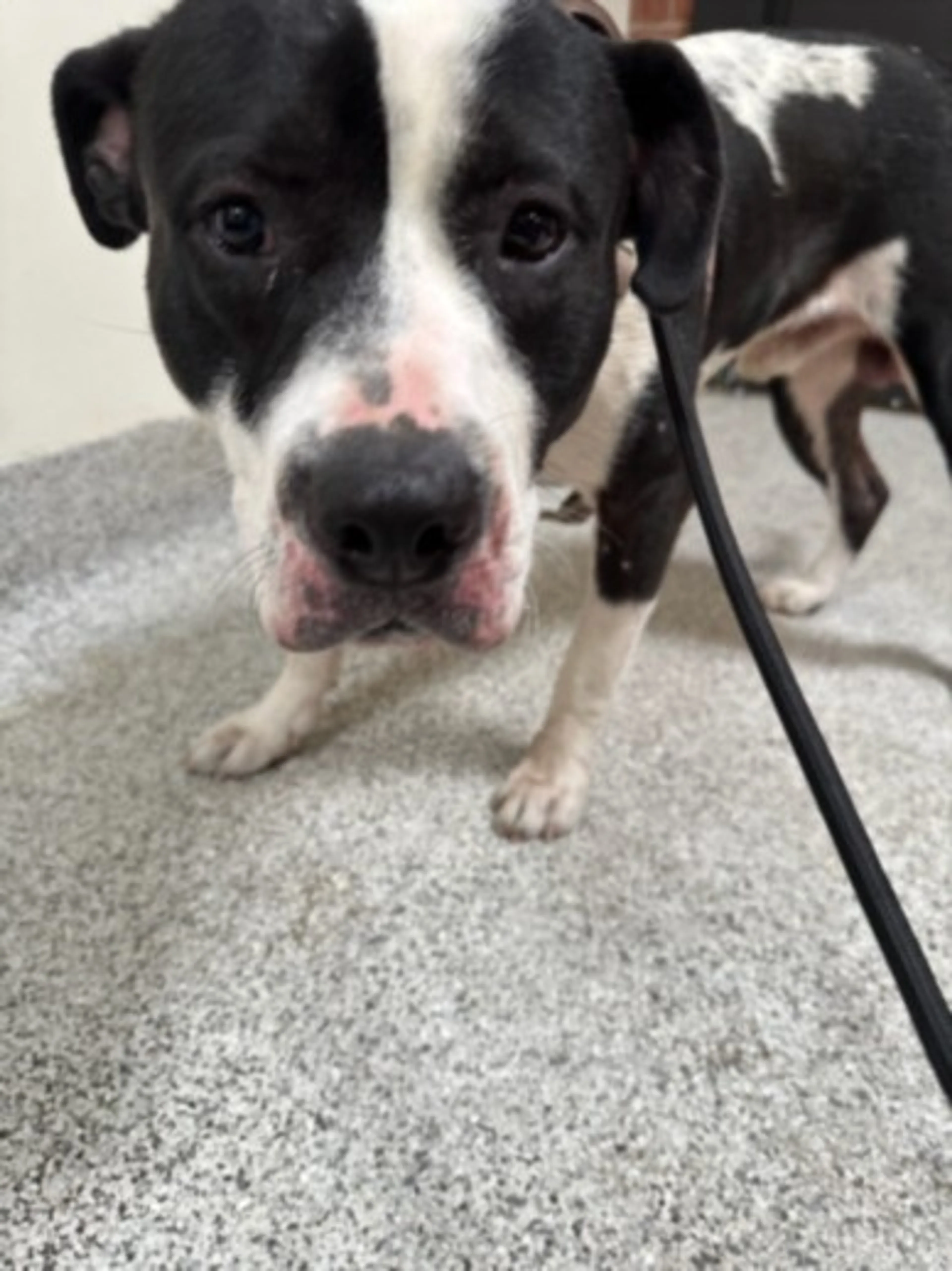 Found pet