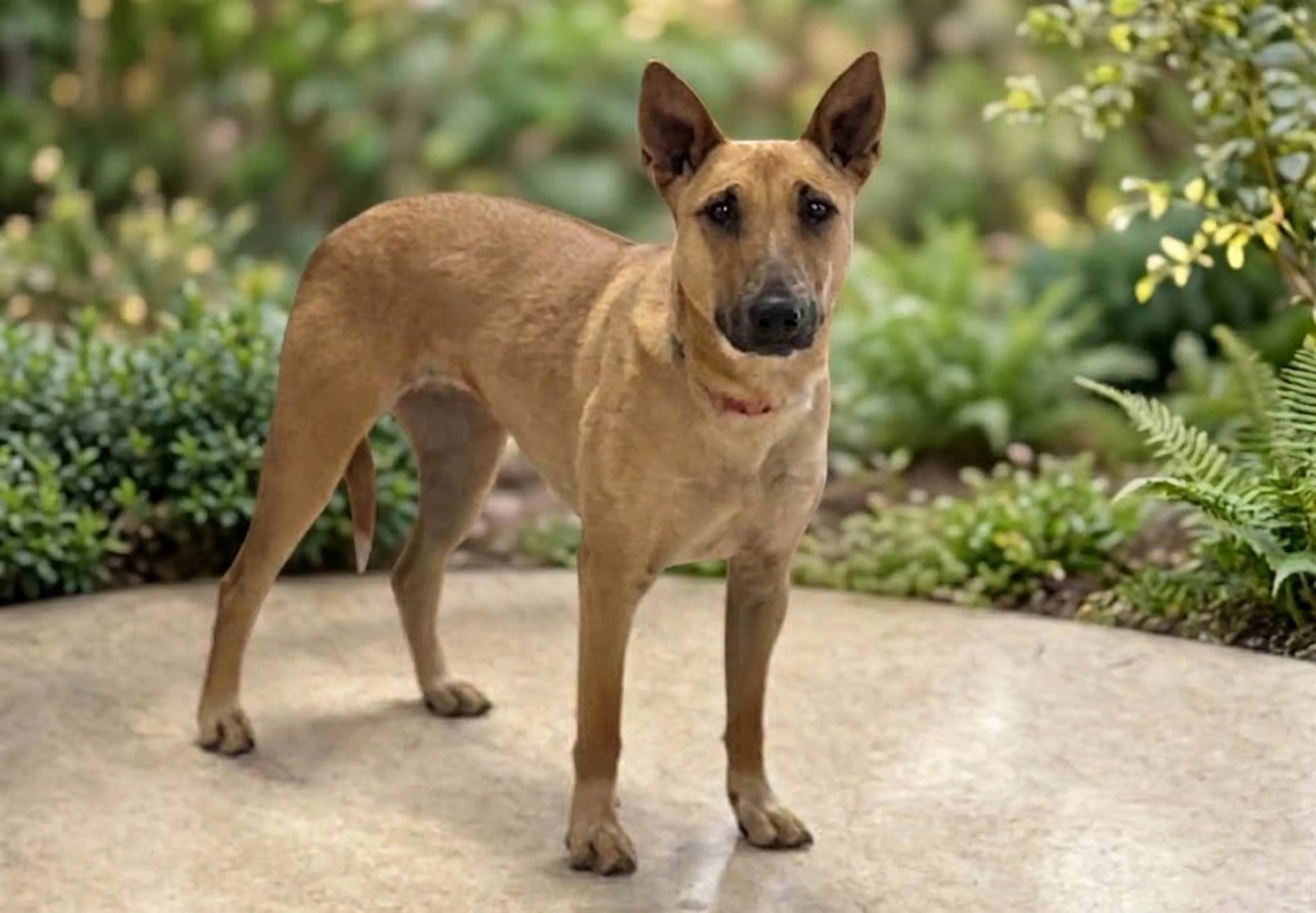 Found pet