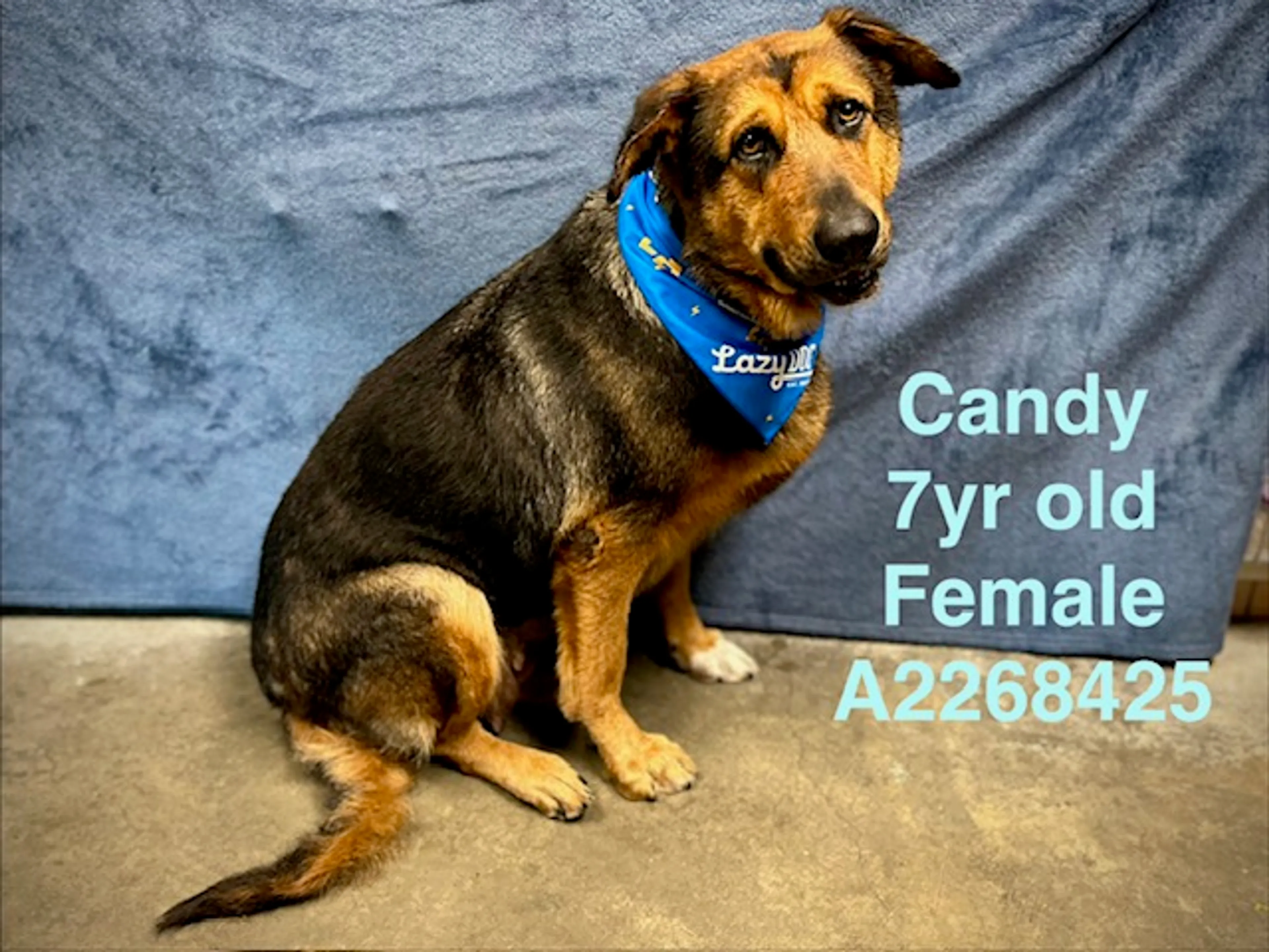 Found pet