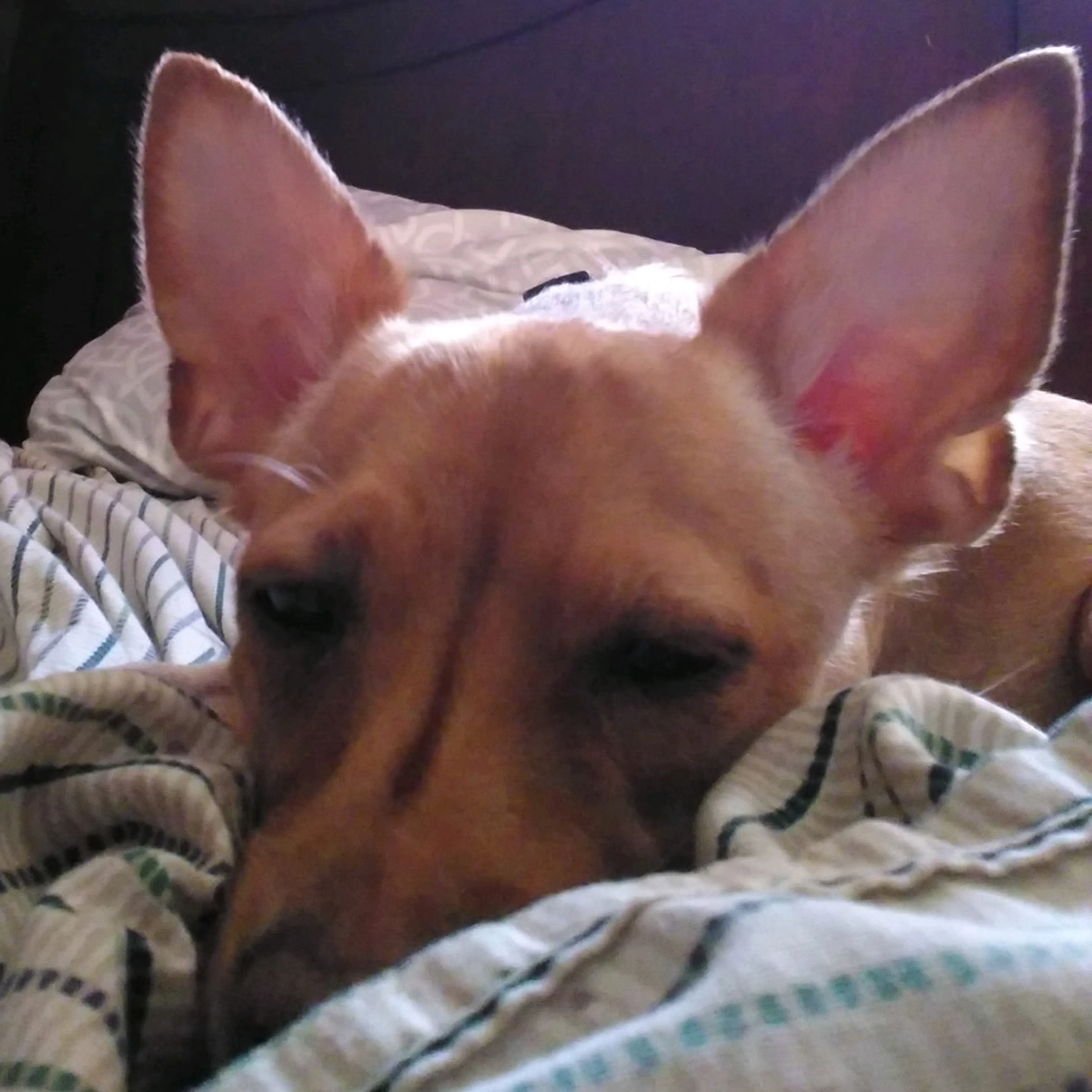 Lost pet-2