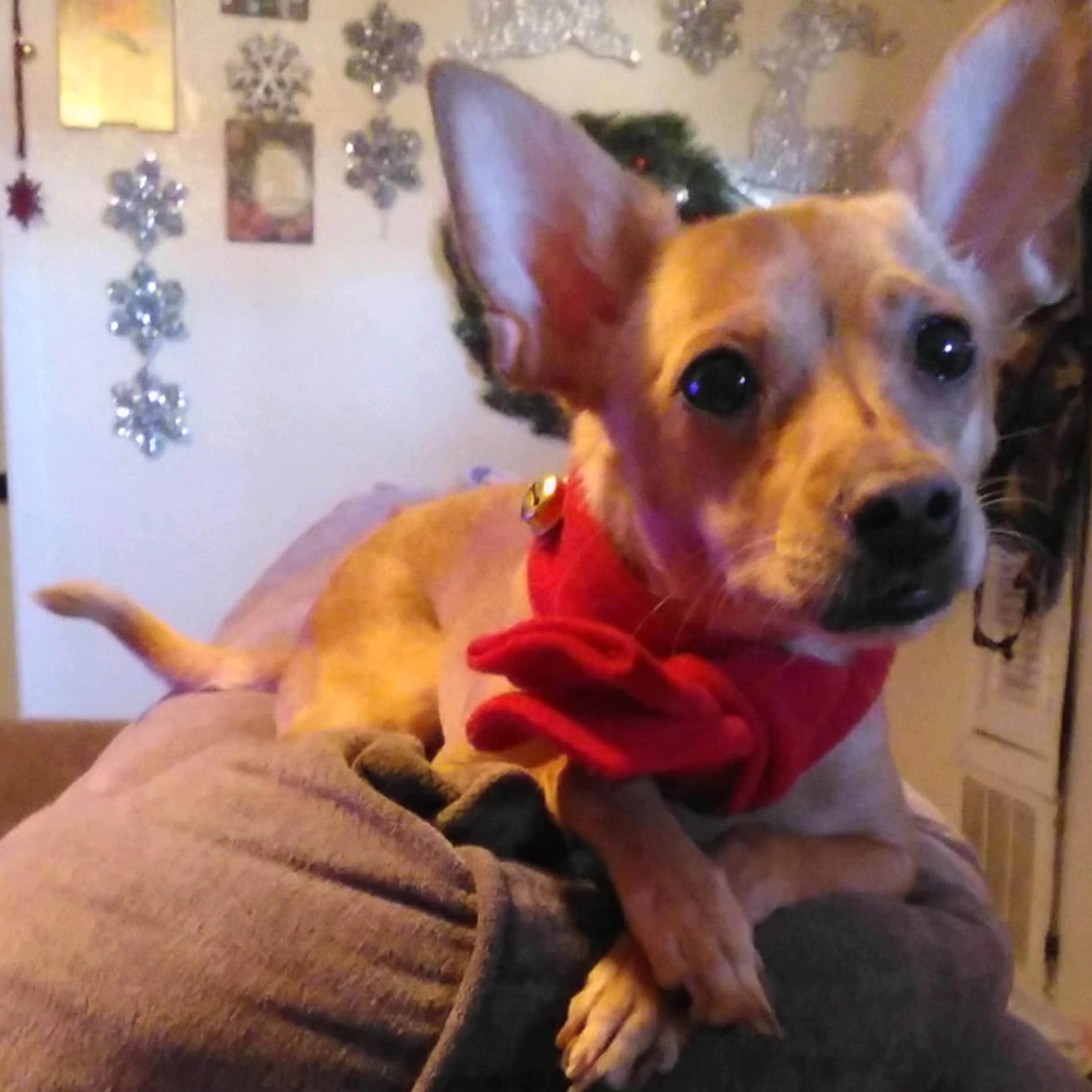 Lost pet-3