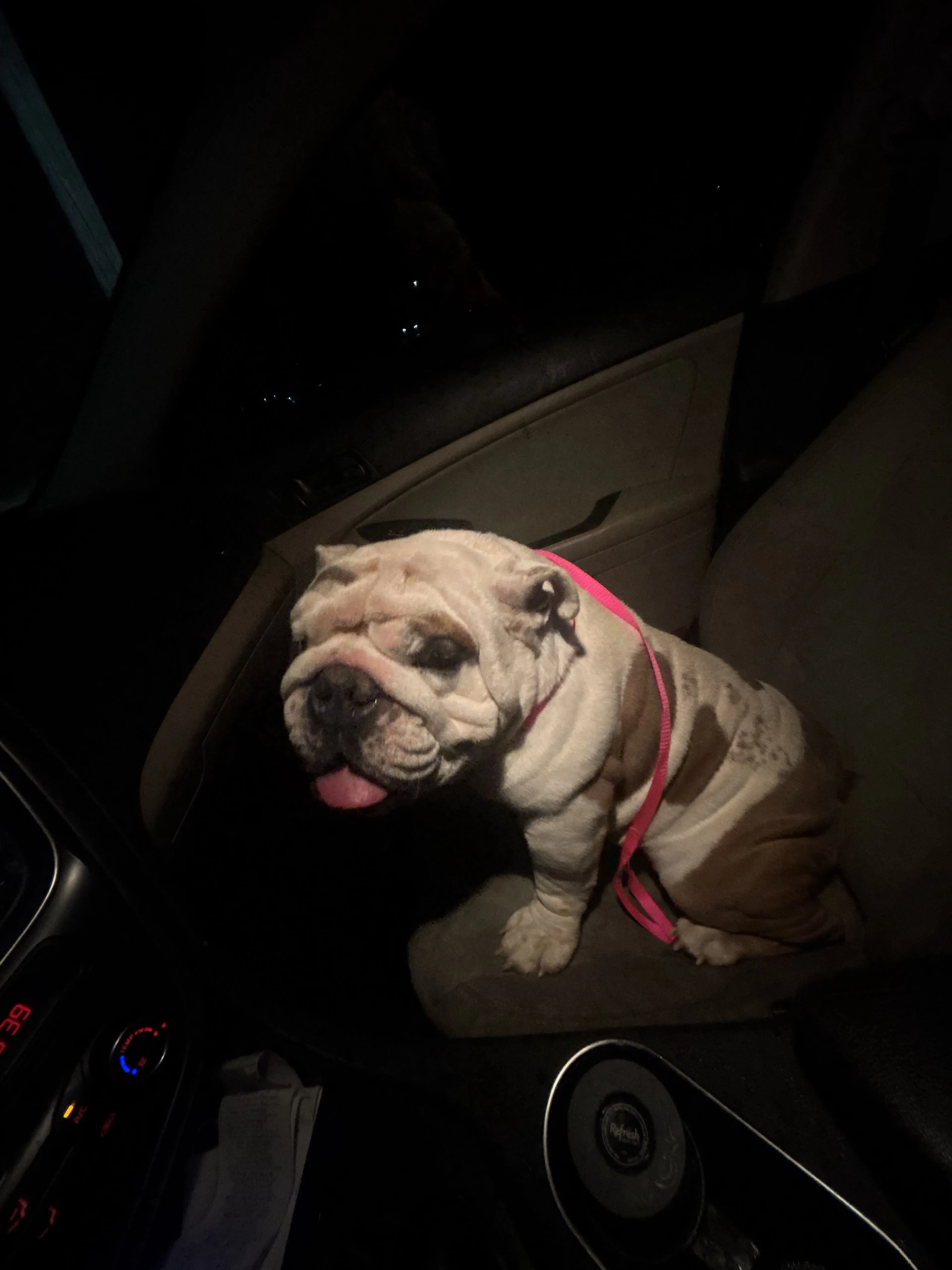 Lost pet-1