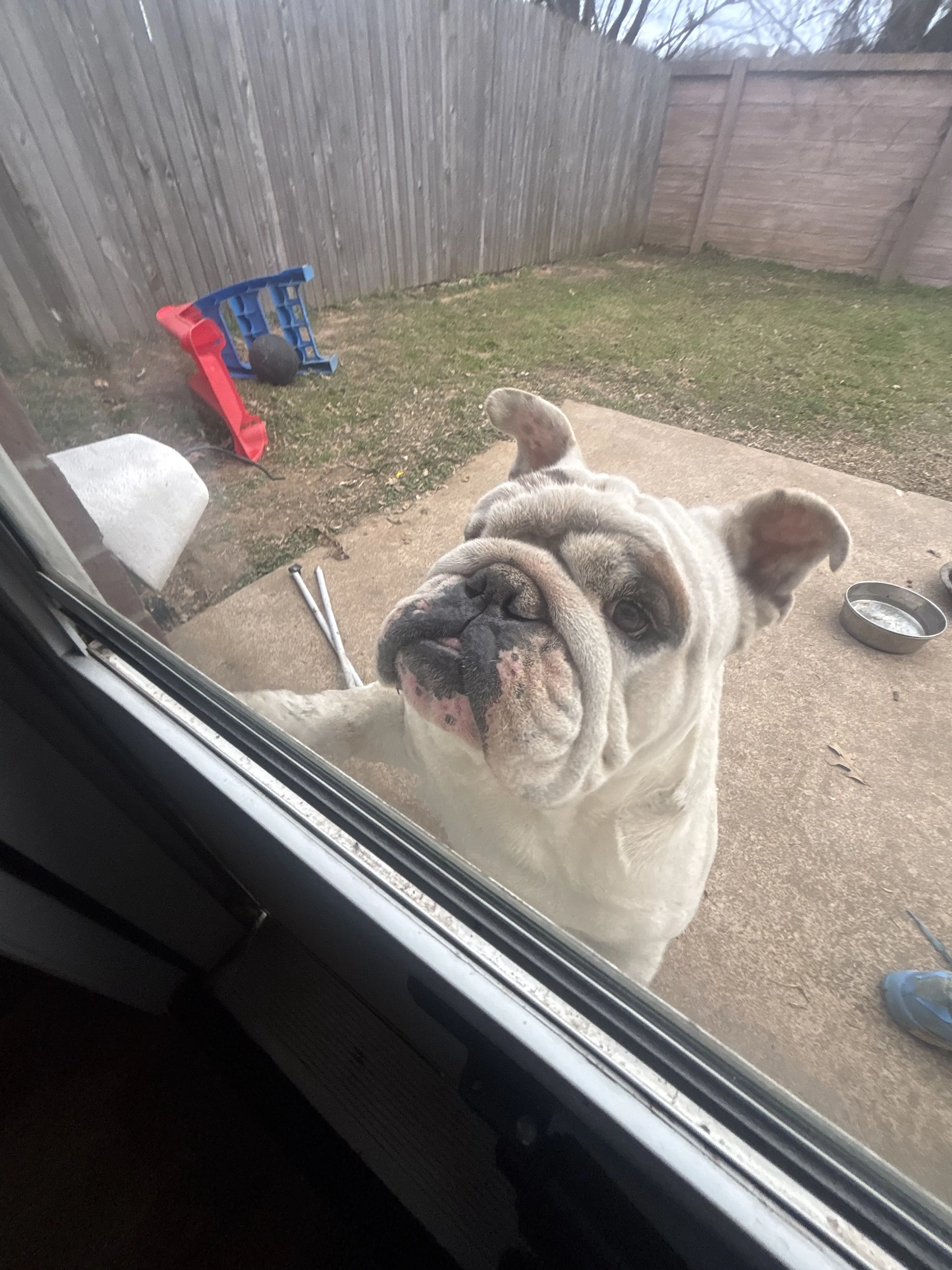 Lost pet-0