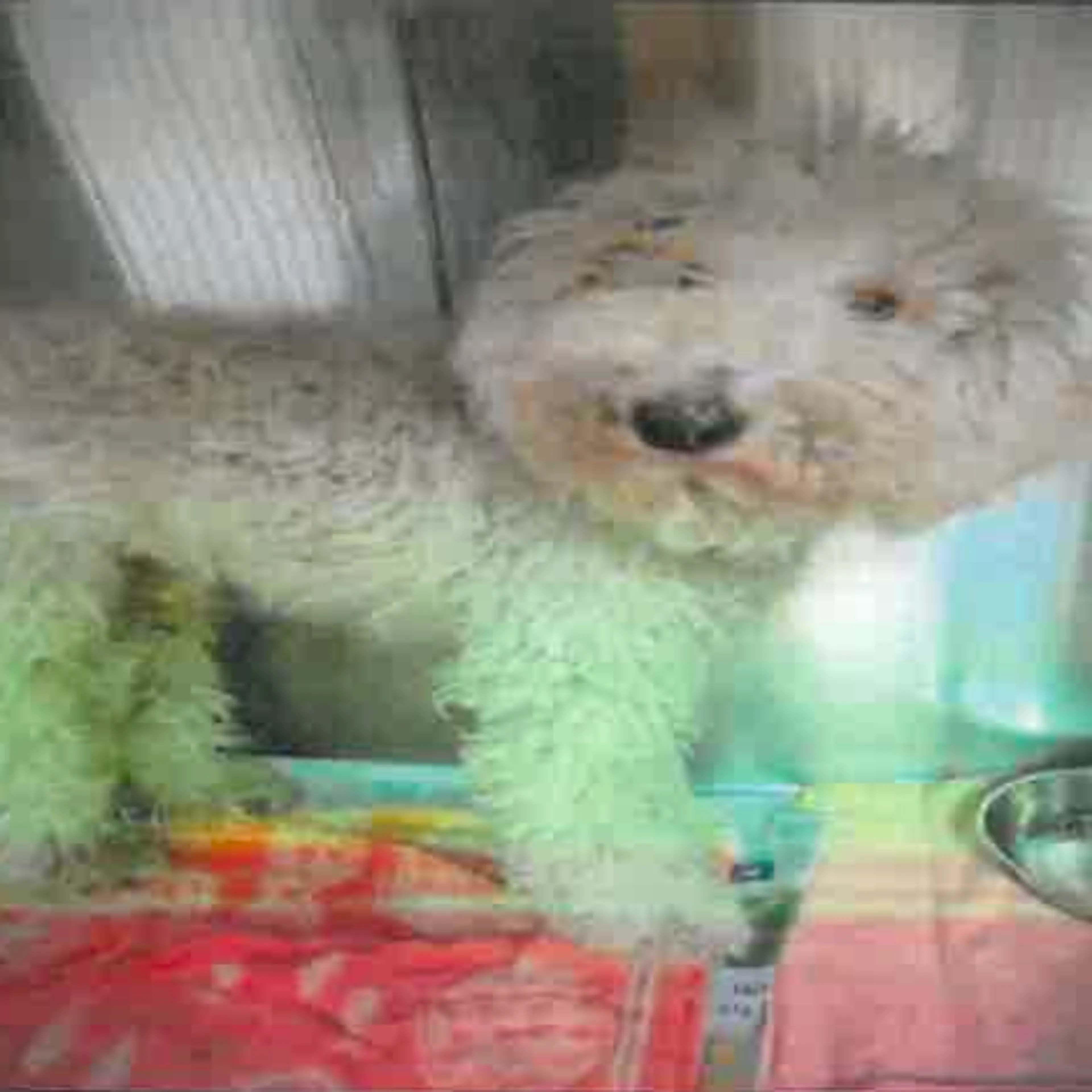 Found pet-1