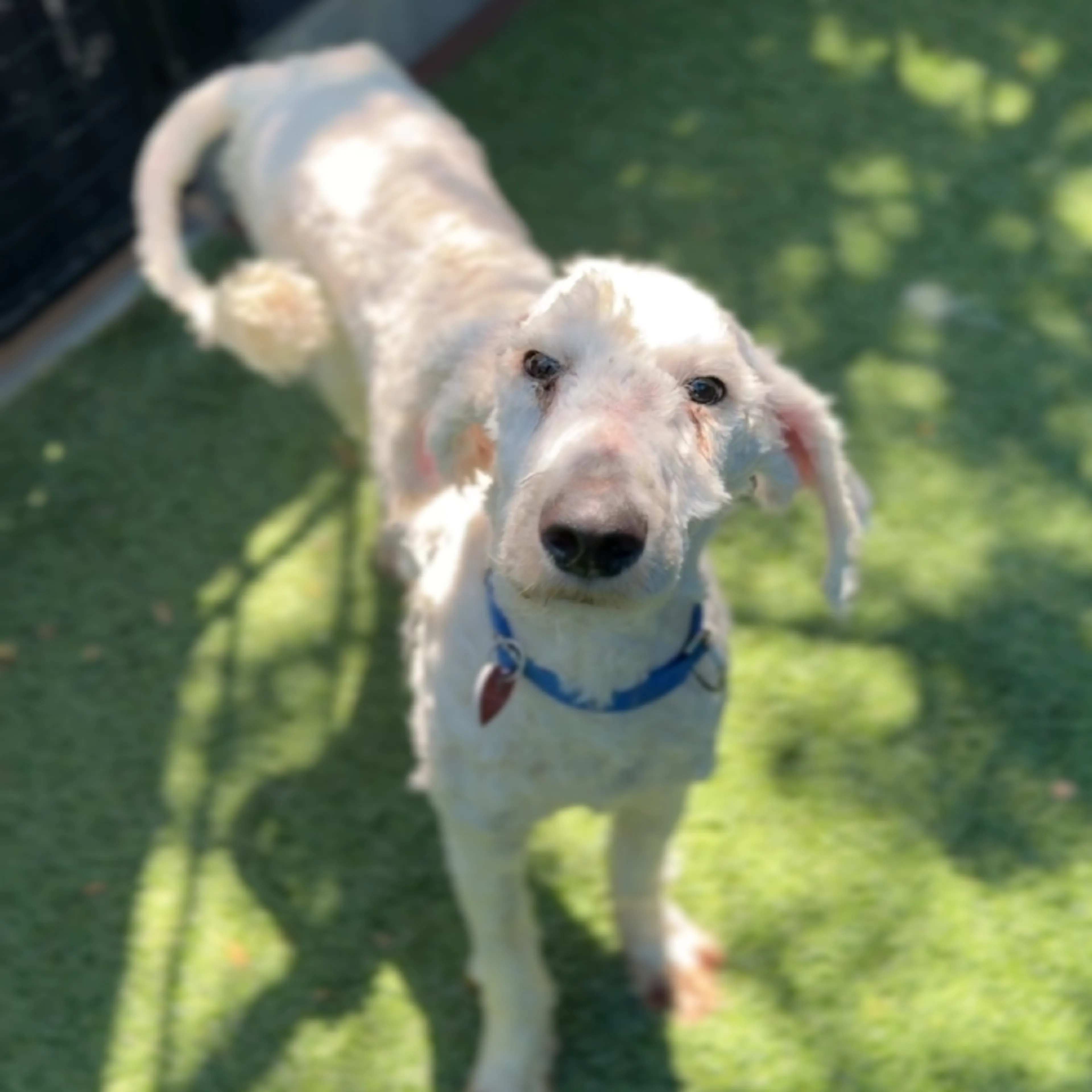 Found pet-4