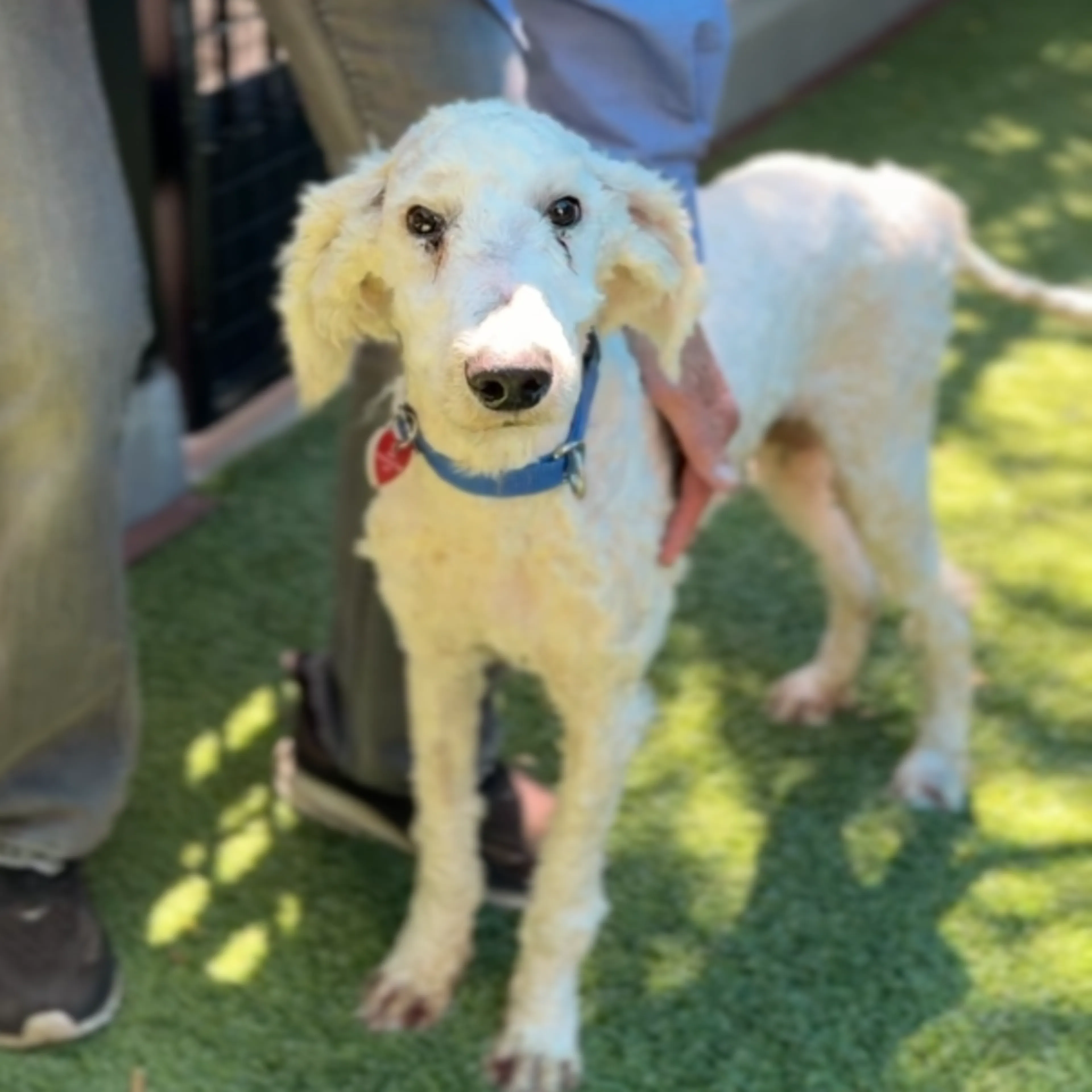 Found pet-3
