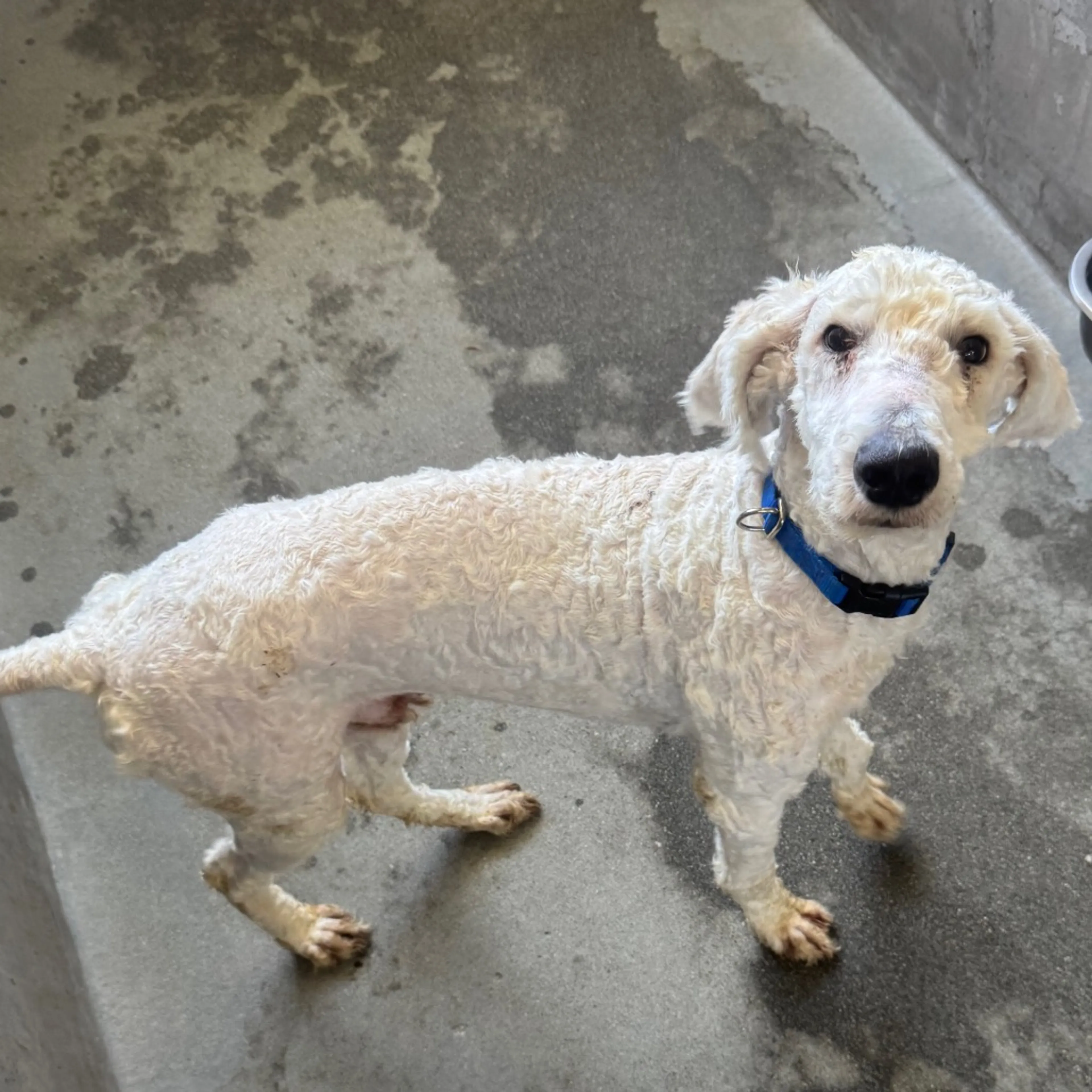 Found pet-2