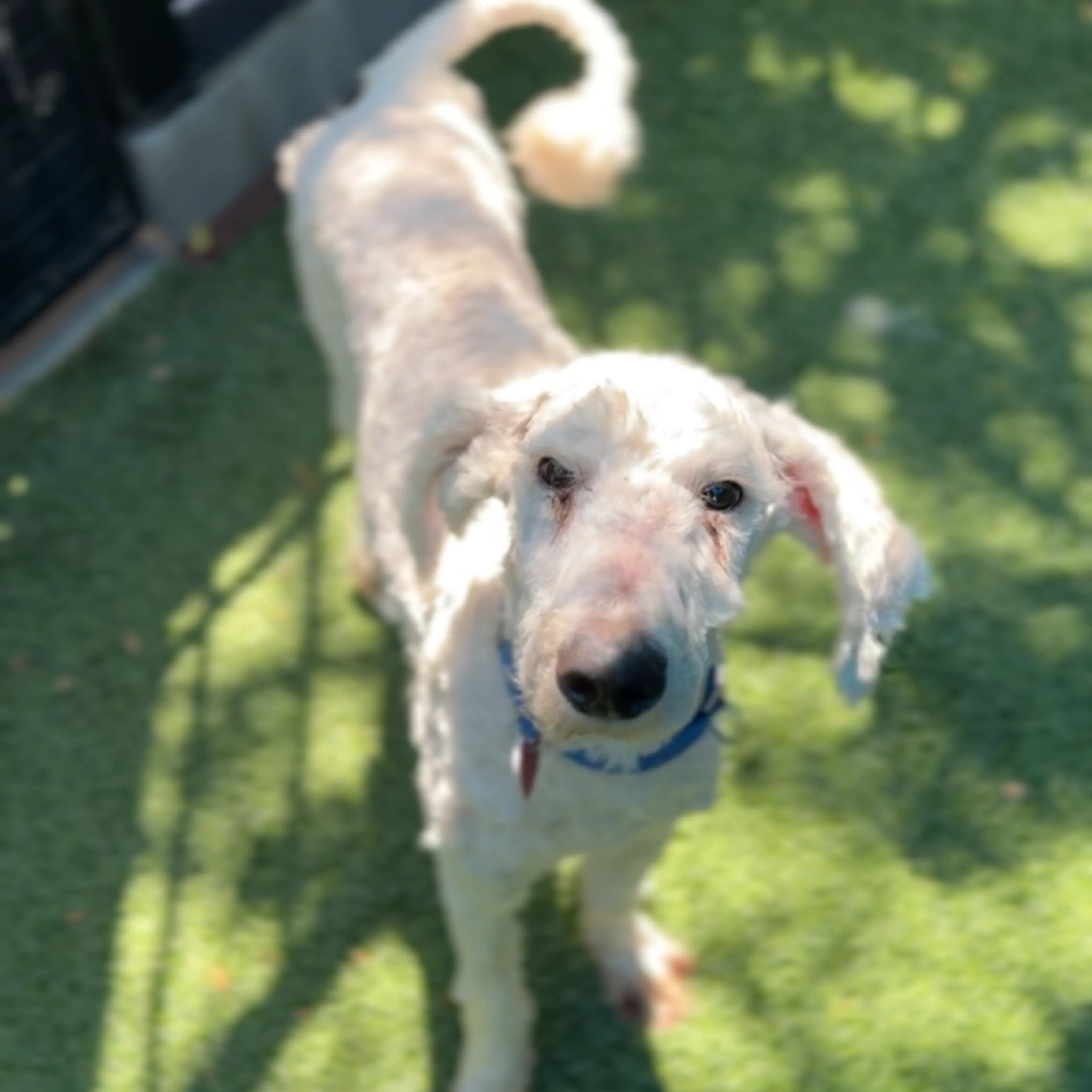 Found pet-5