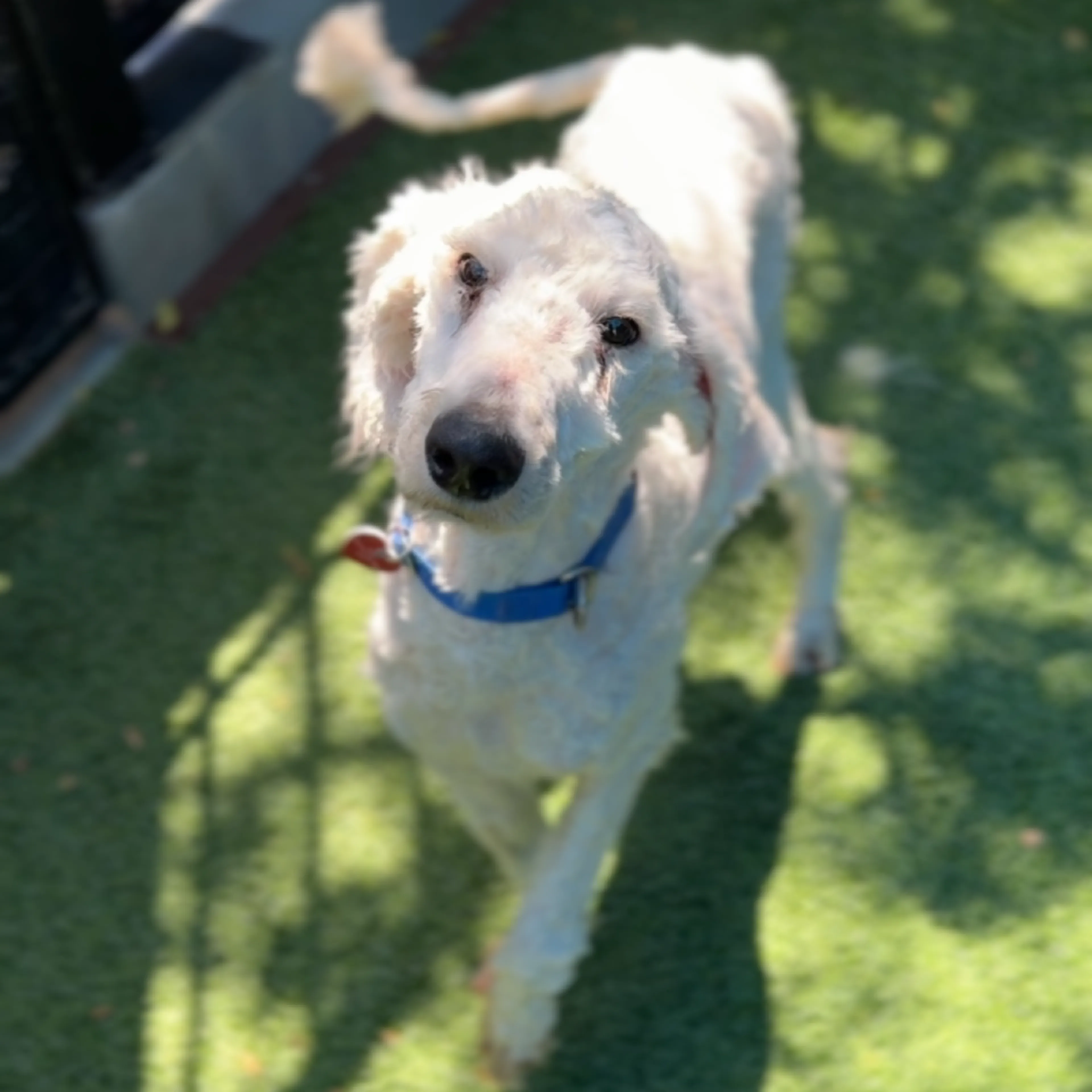 Found pet-6