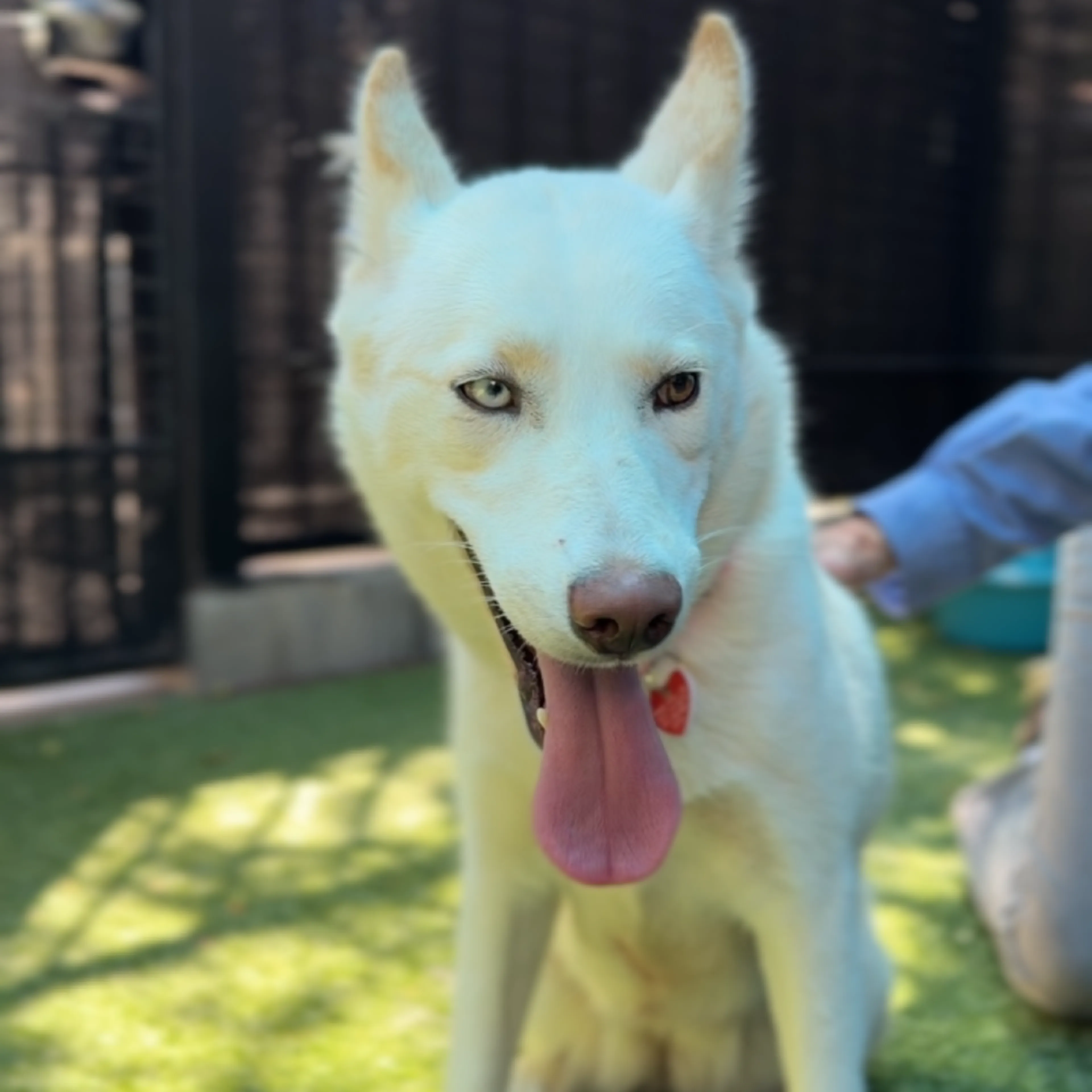 Found pet-3