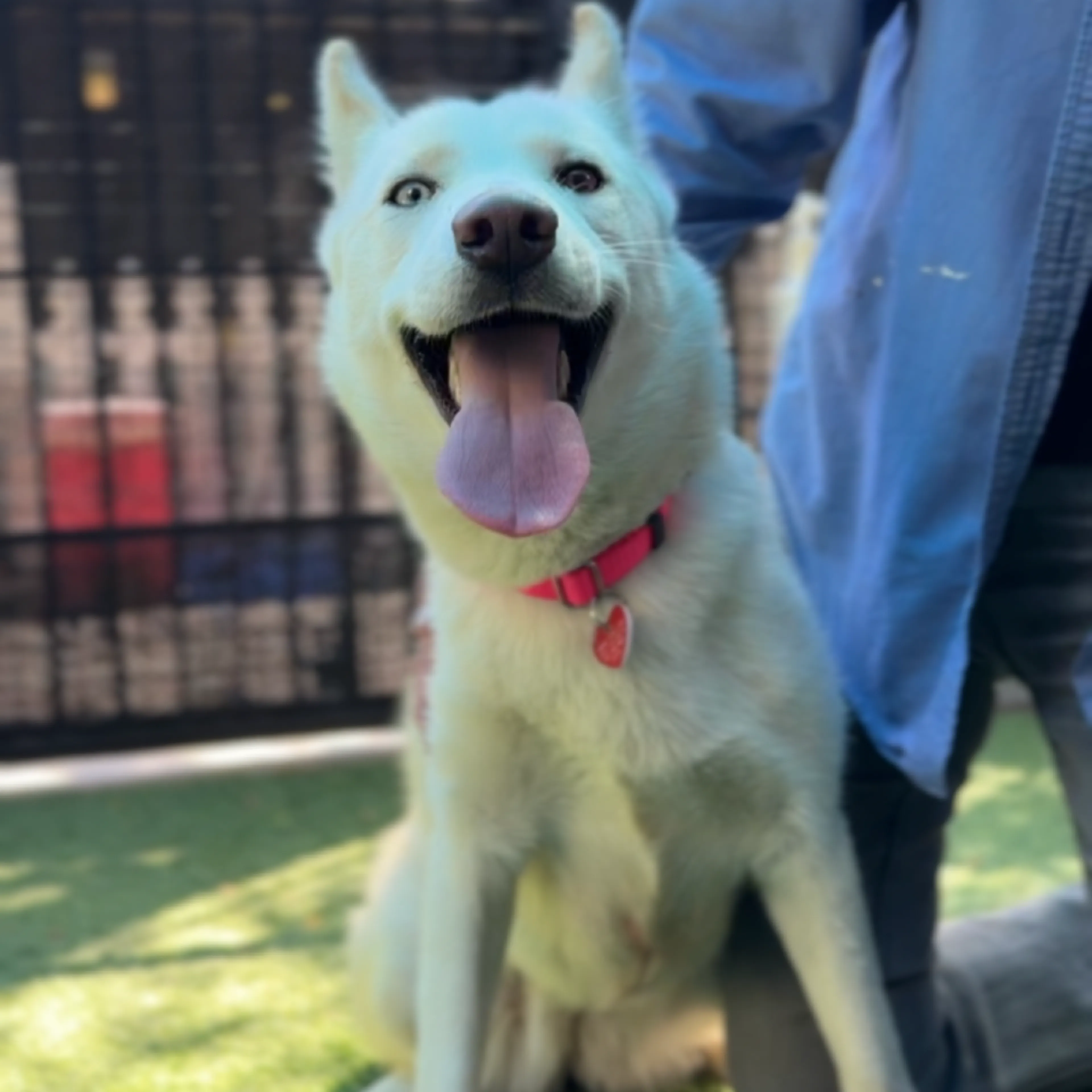 Found pet-4