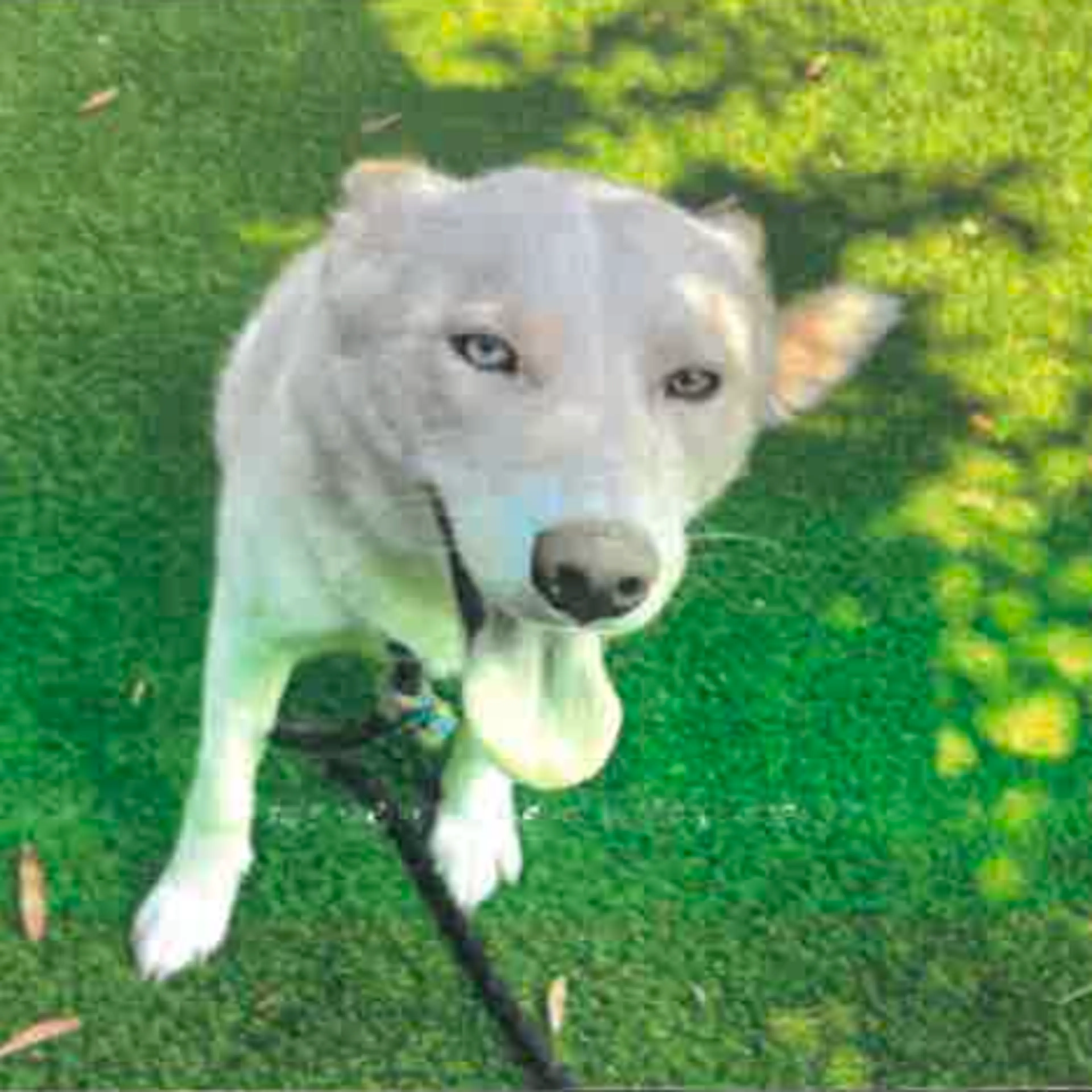 Found pet-1