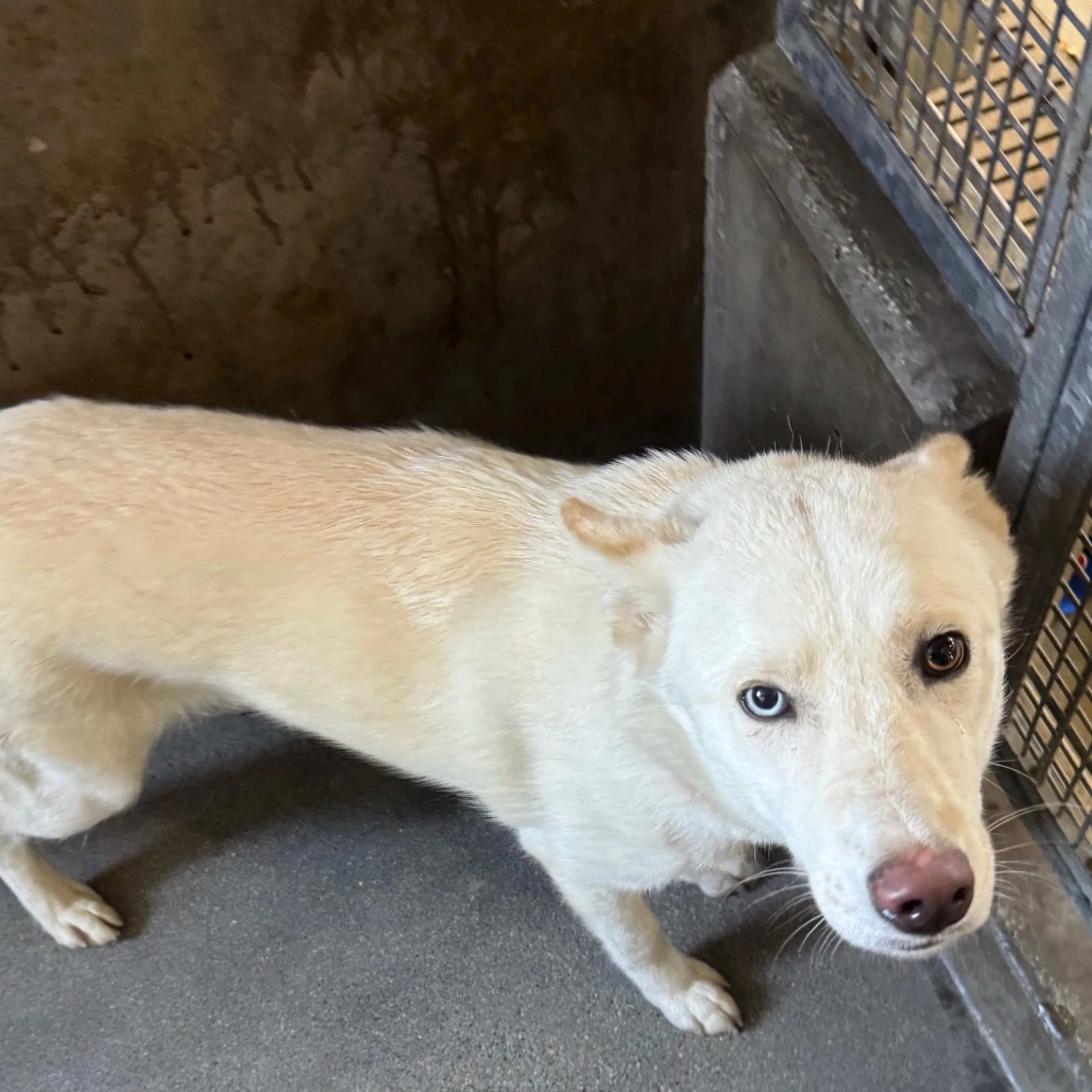 Found pet-2