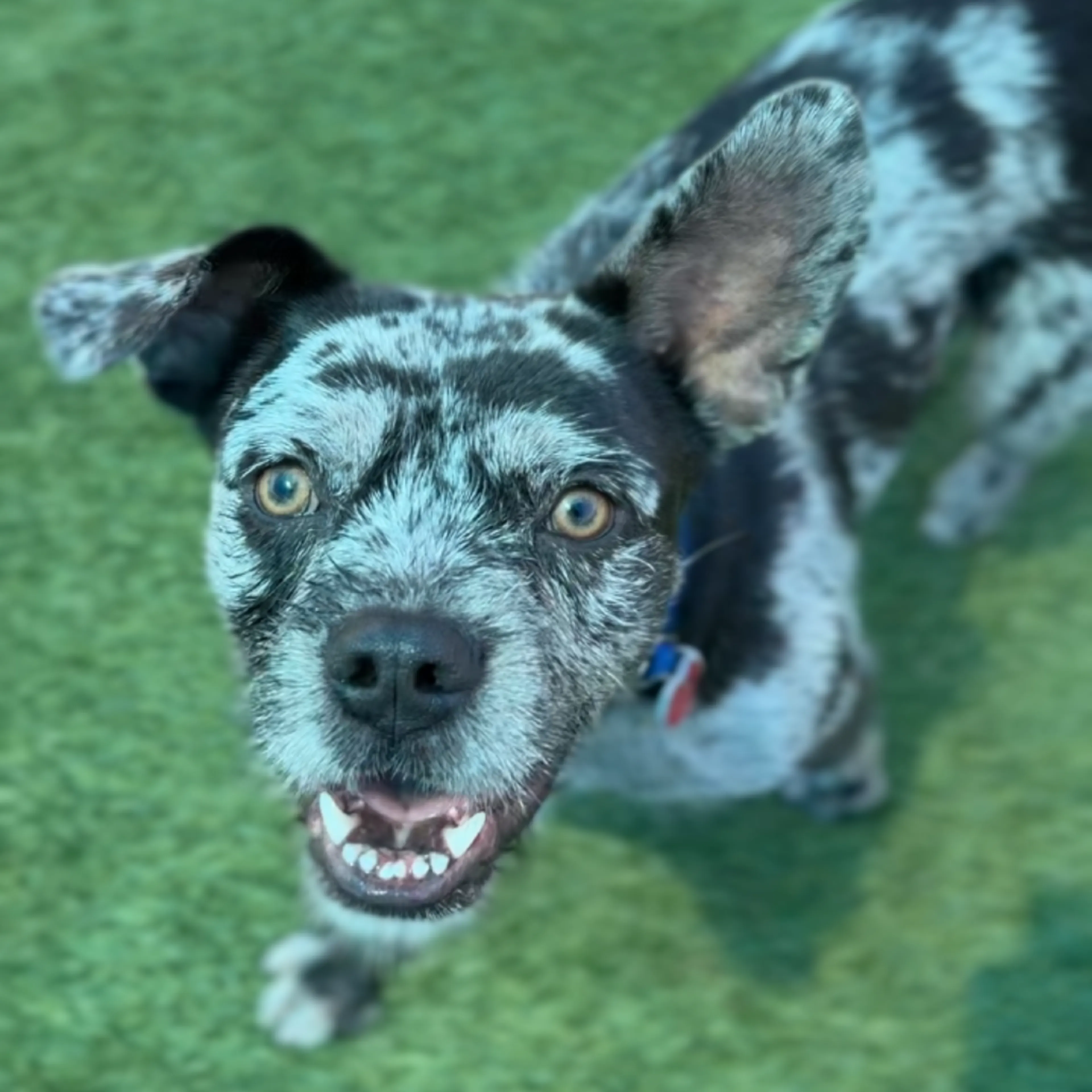 Found pet-1