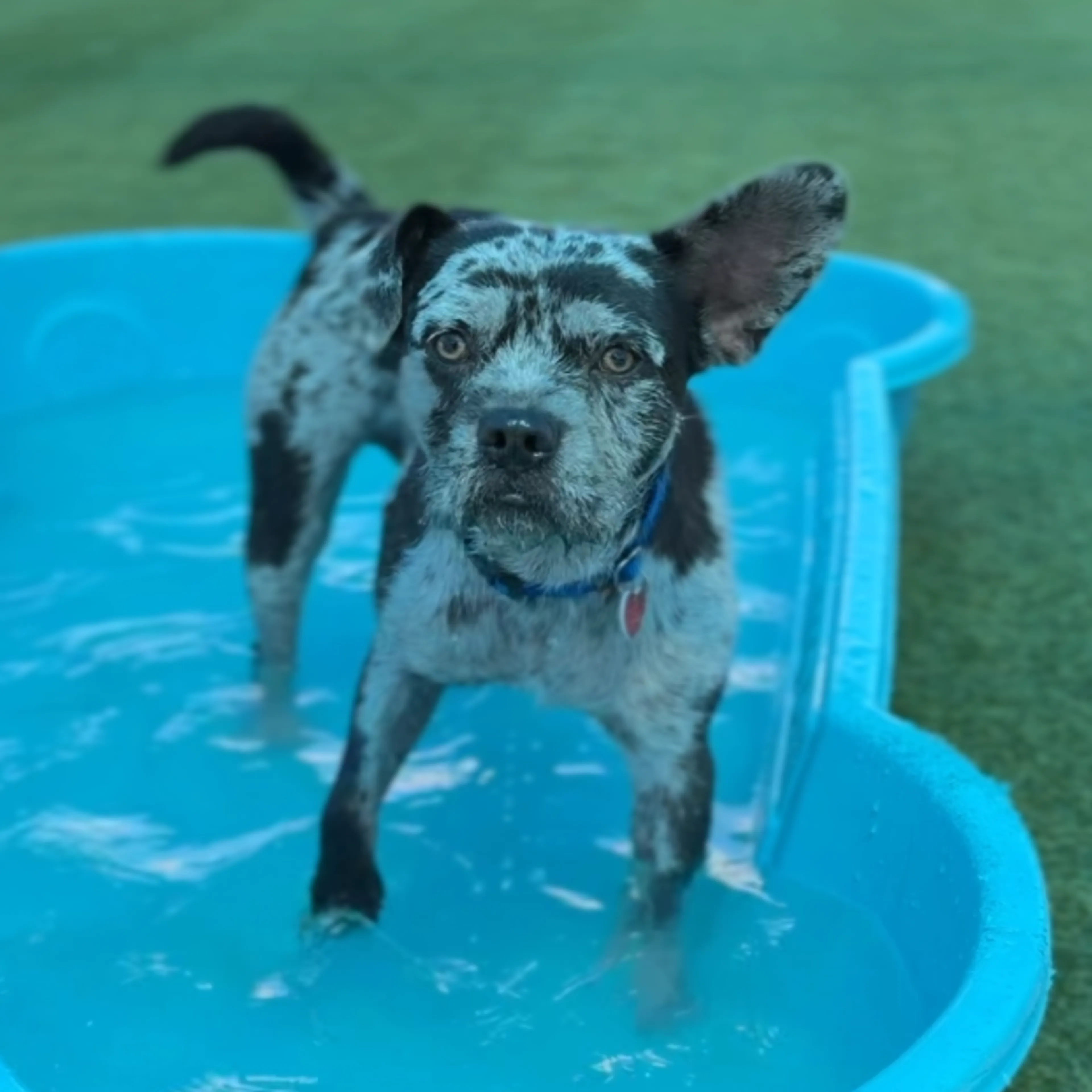 Found pet-3
